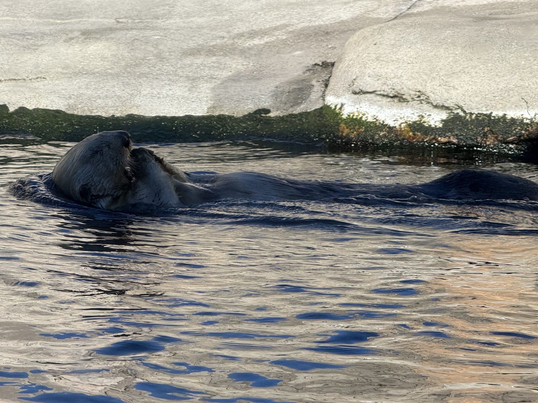 Monterey Bay Aquarium