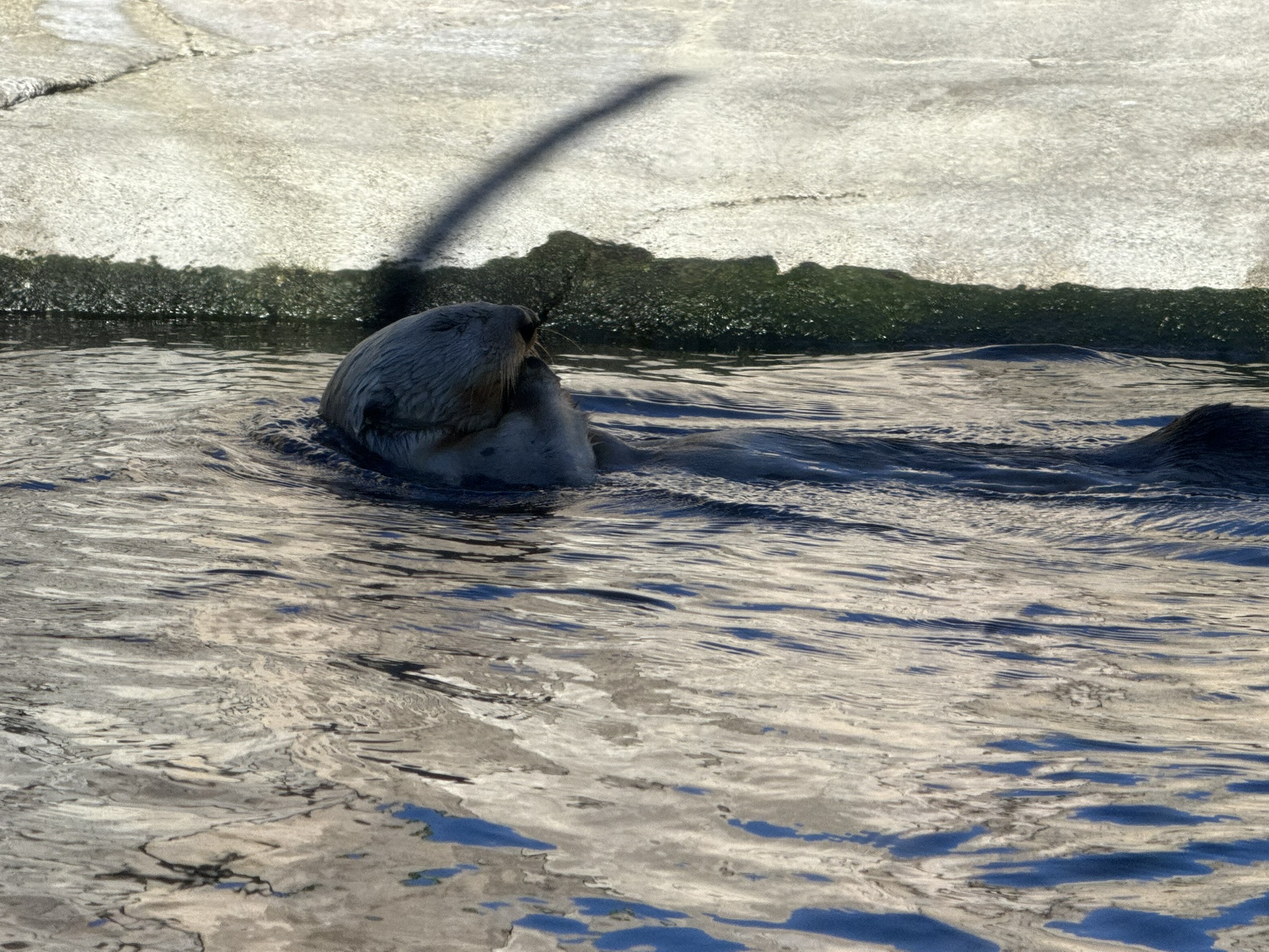 Monterey Bay Aquarium