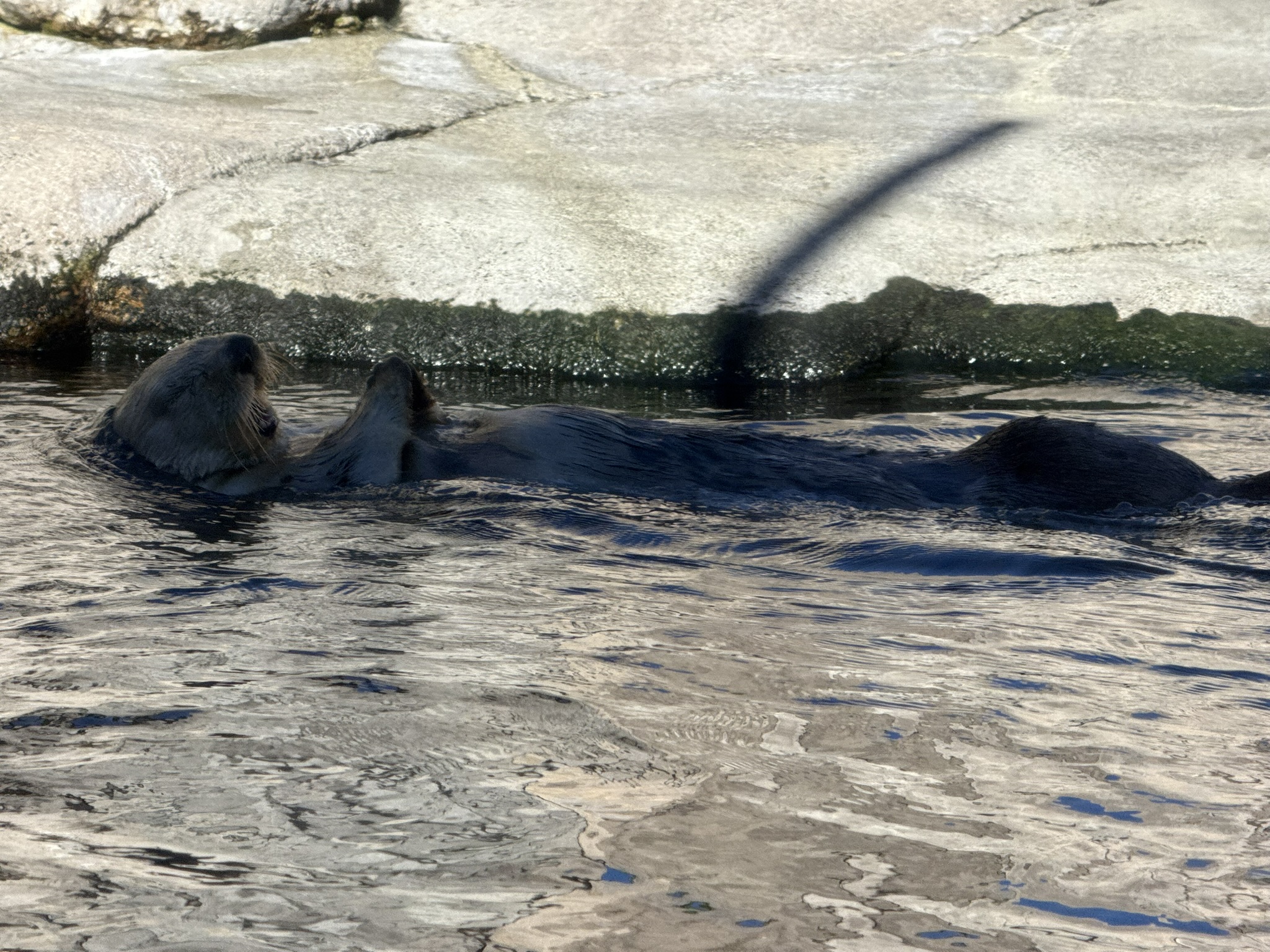 Monterey Bay Aquarium