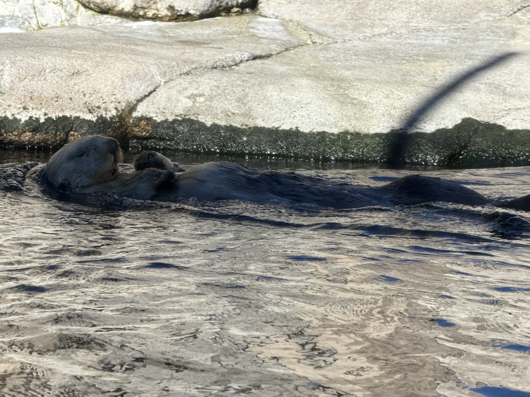 Monterey Bay Aquarium