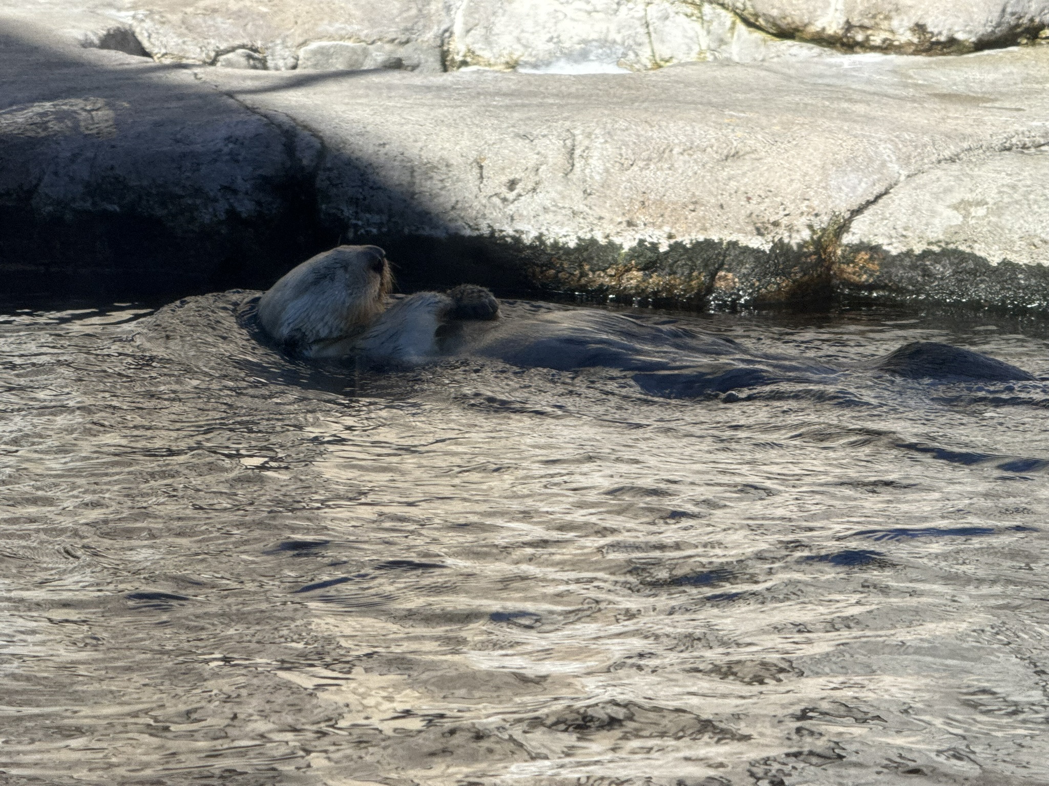 Monterey Bay Aquarium