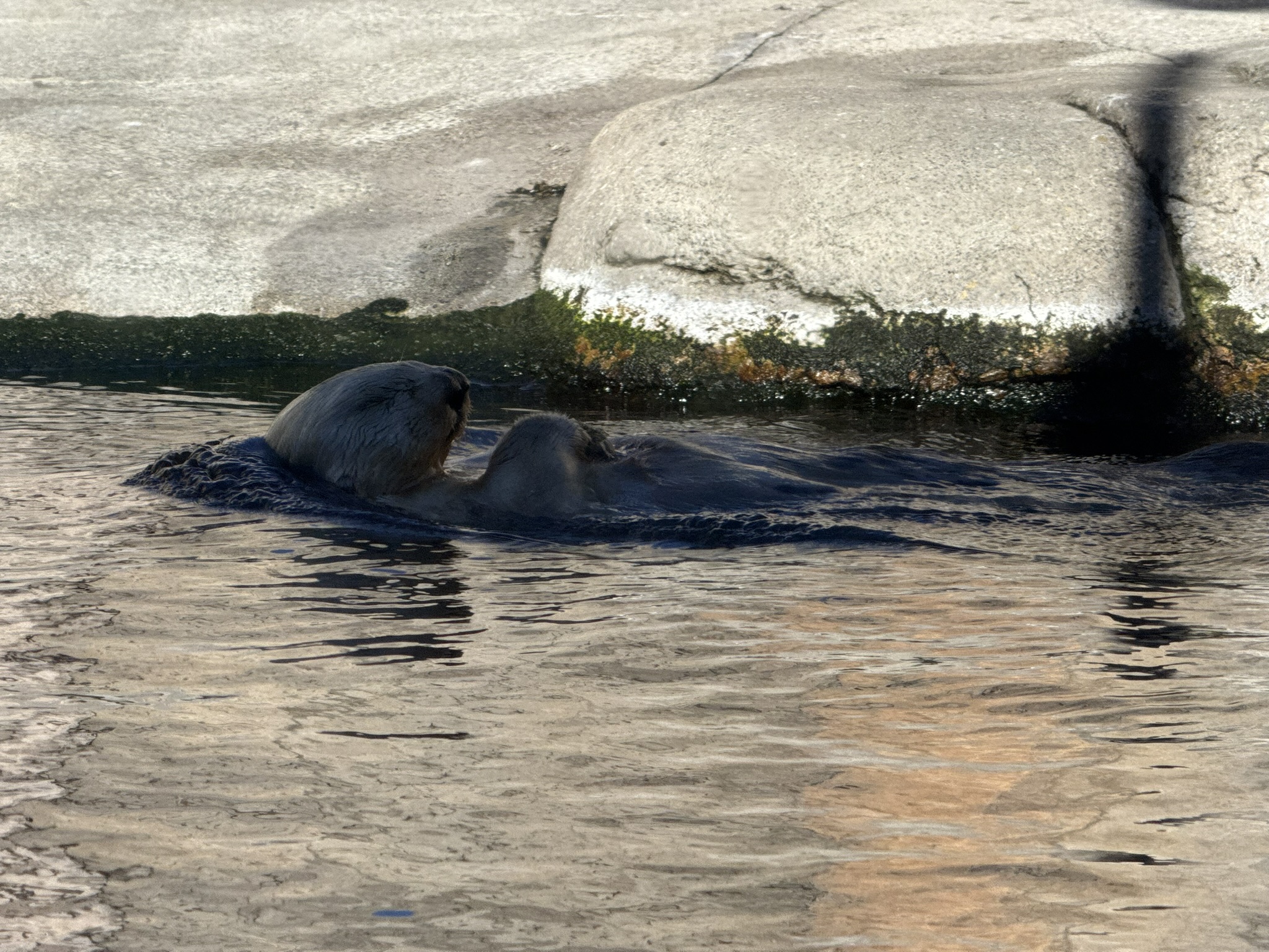 Monterey Bay Aquarium