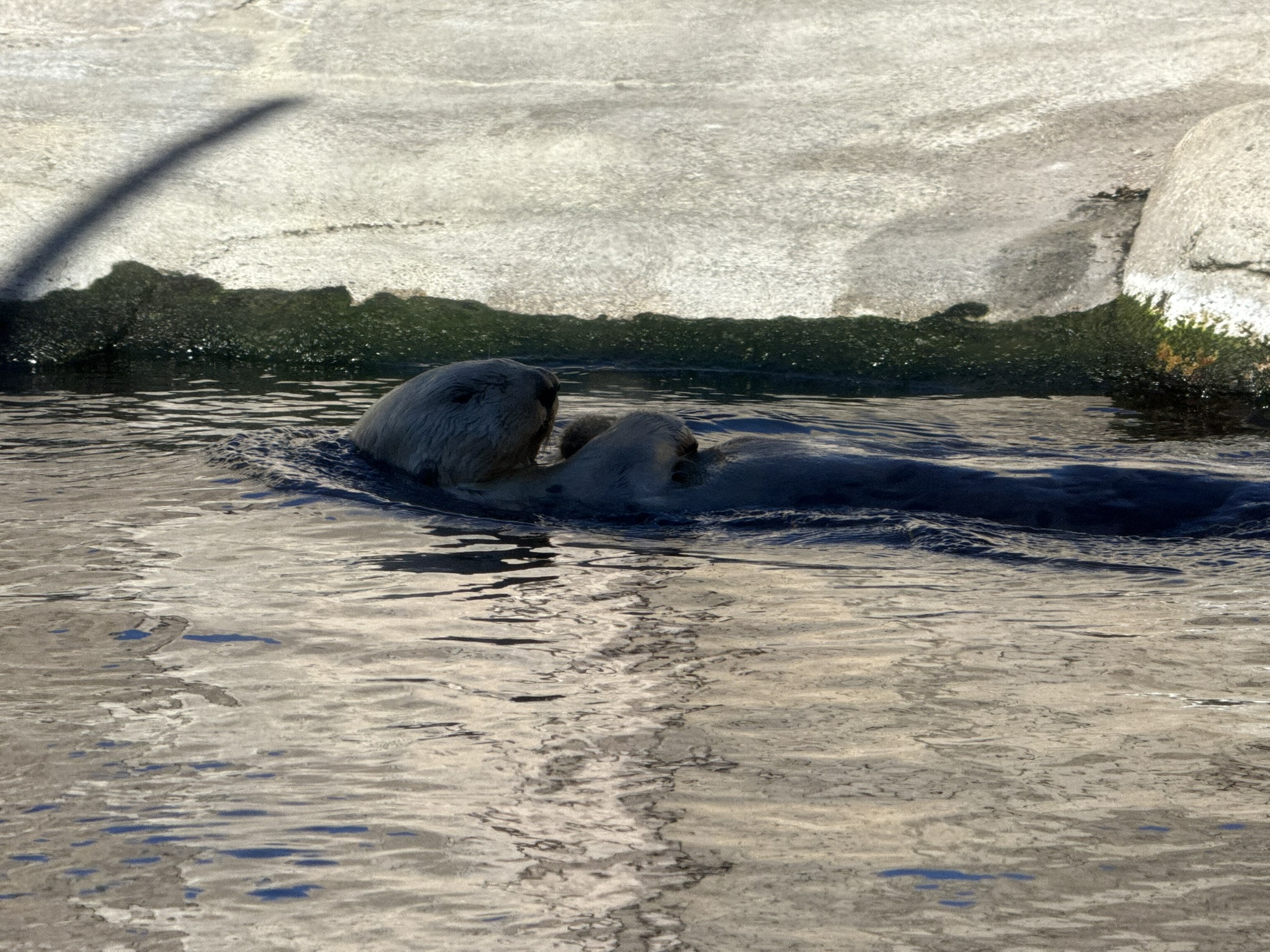 Monterey Bay Aquarium