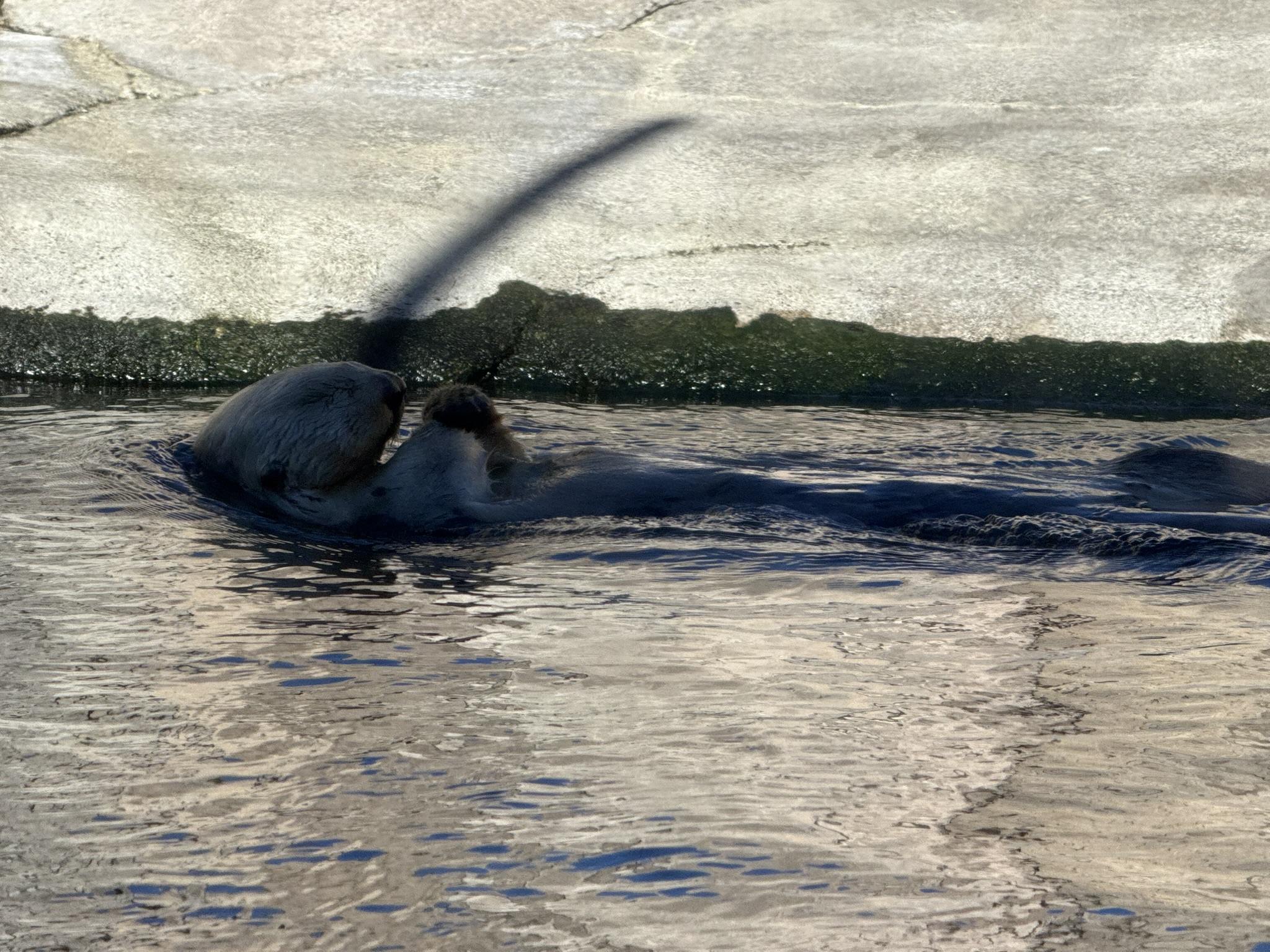 Monterey Bay Aquarium