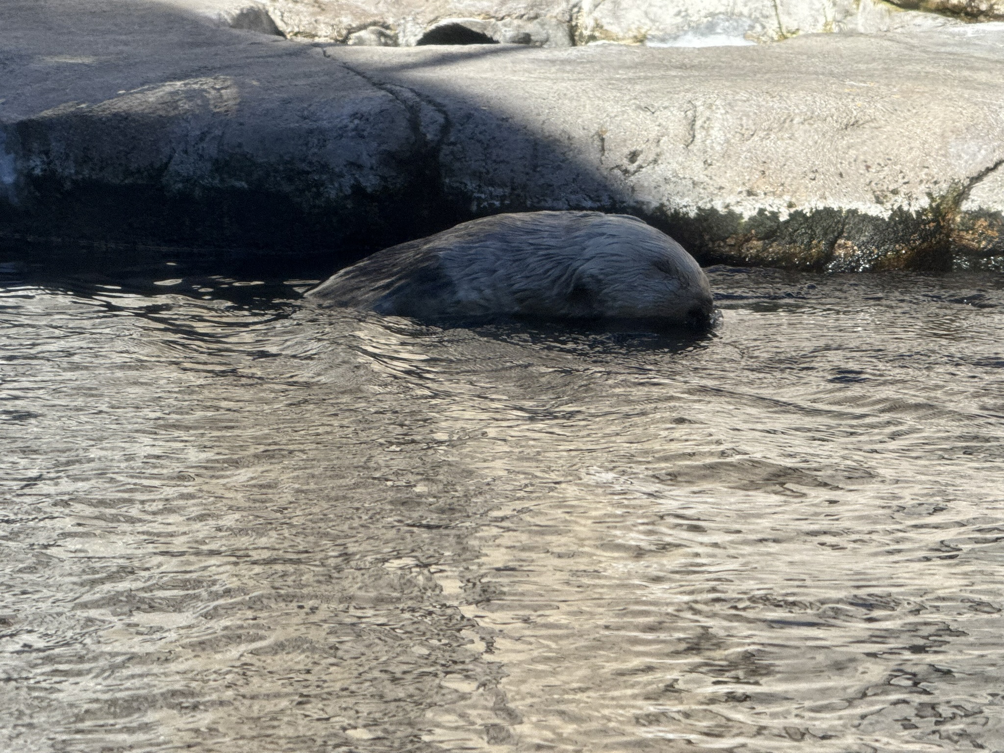 Monterey Bay Aquarium