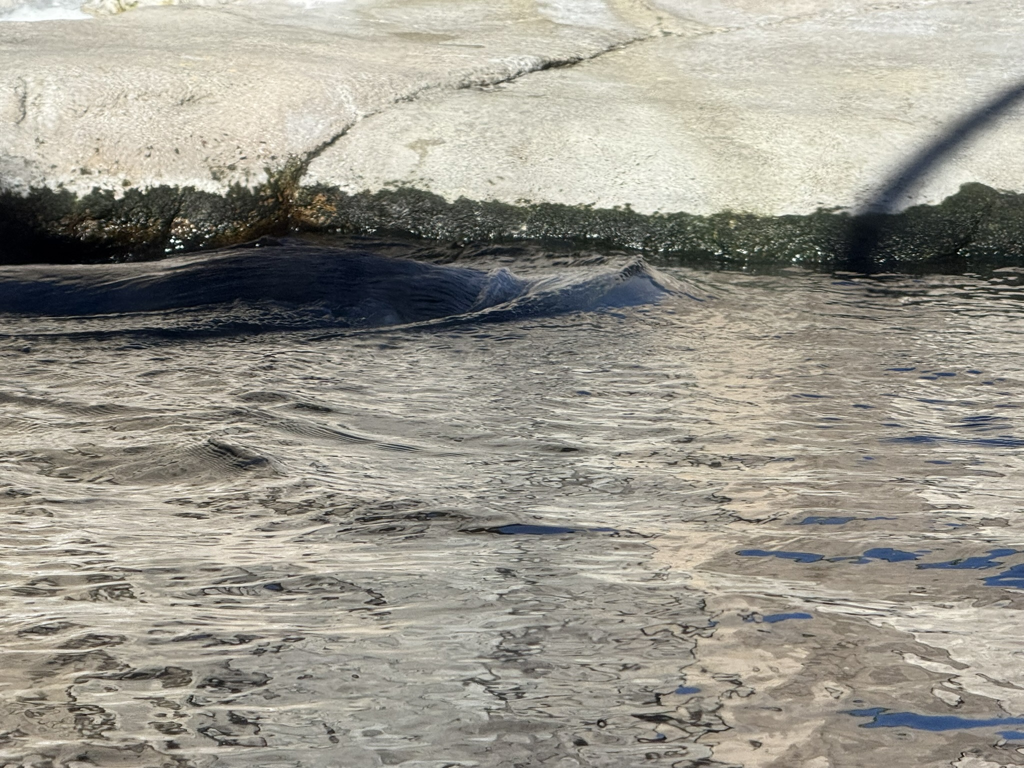 Monterey Bay Aquarium