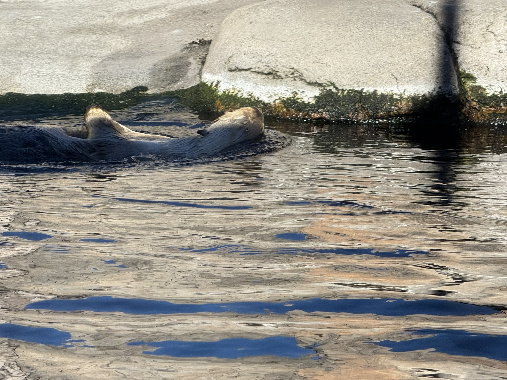 Monterey Bay Aquarium