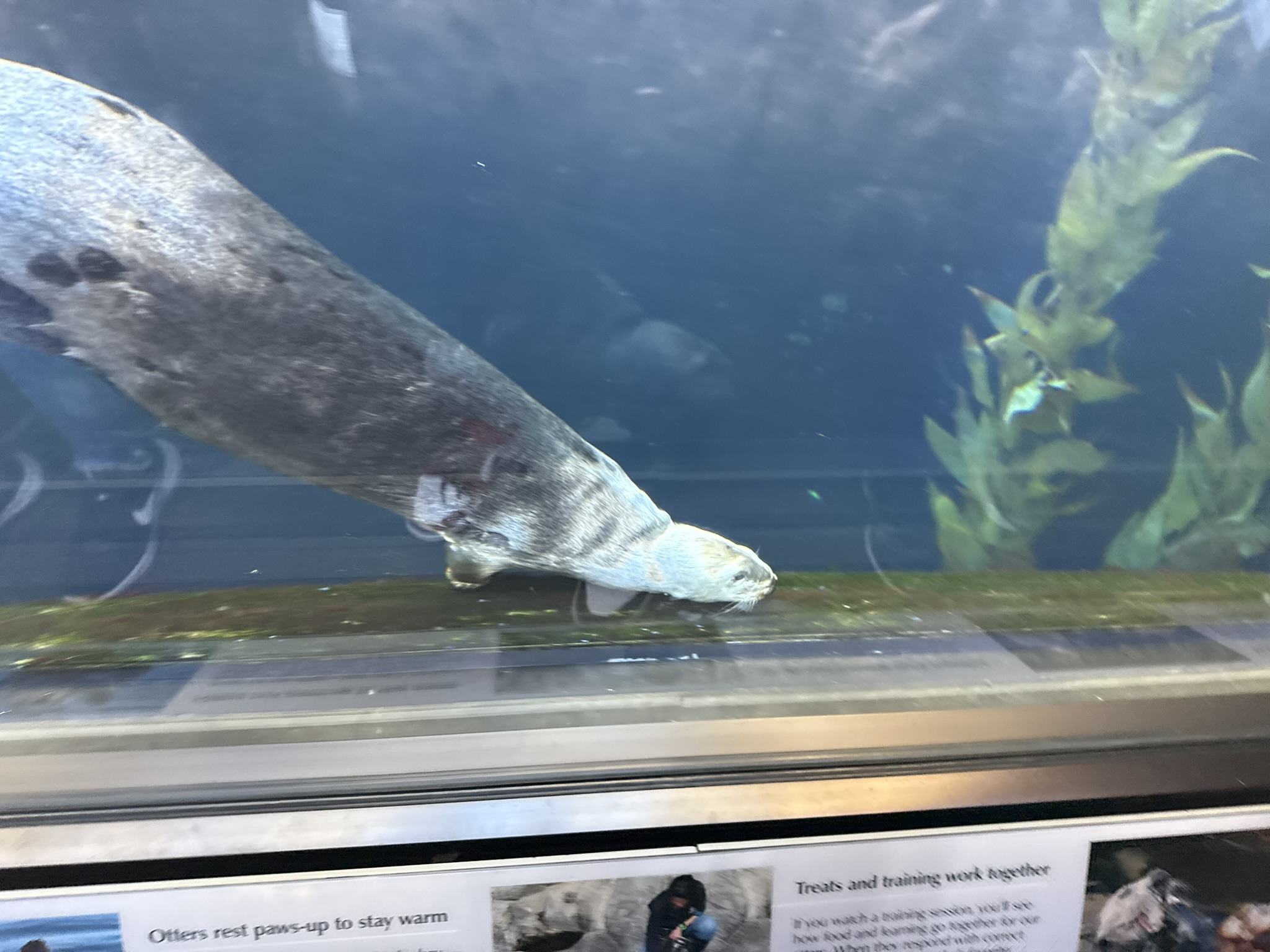 Monterey Bay Aquarium