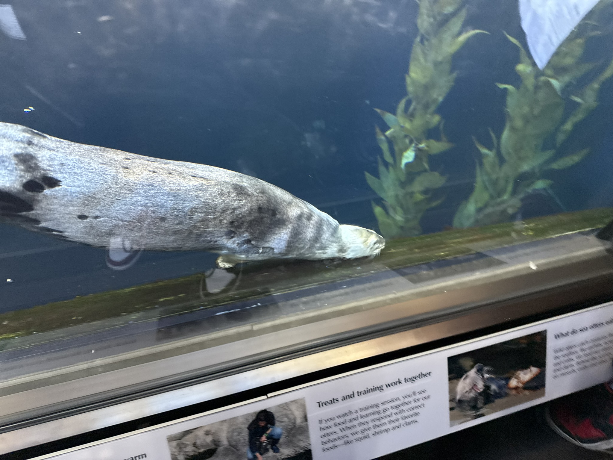 Monterey Bay Aquarium