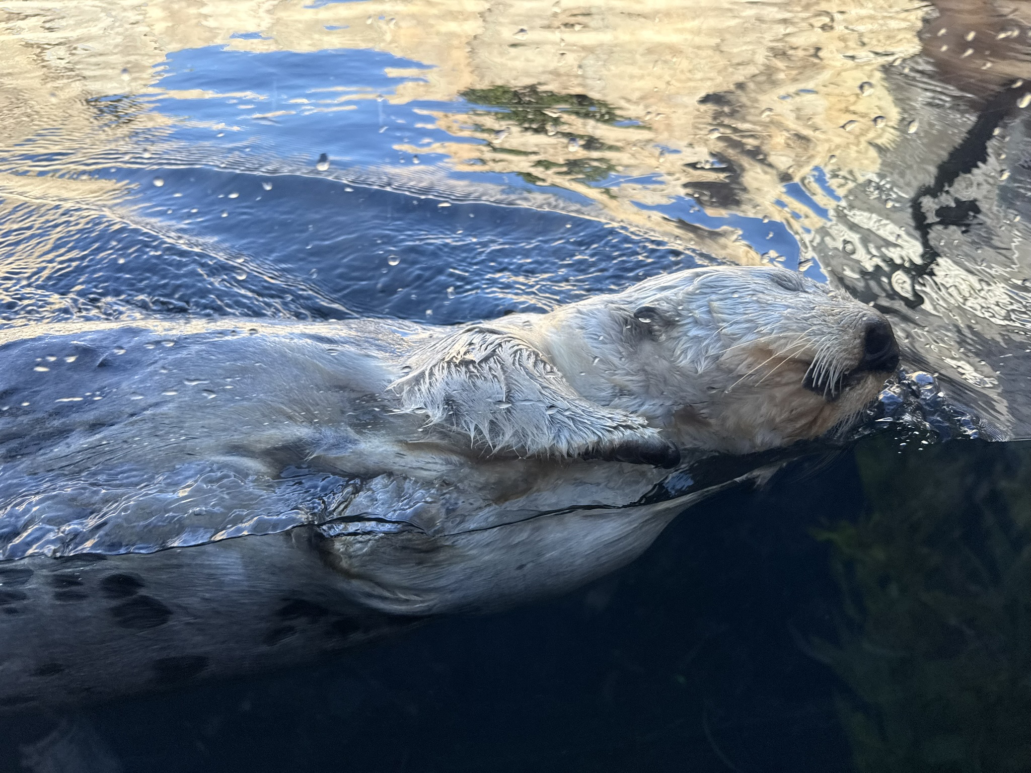 Monterey Bay Aquarium