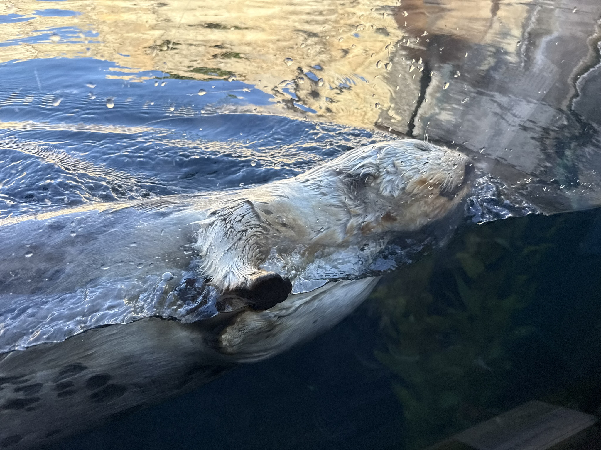 Monterey Bay Aquarium