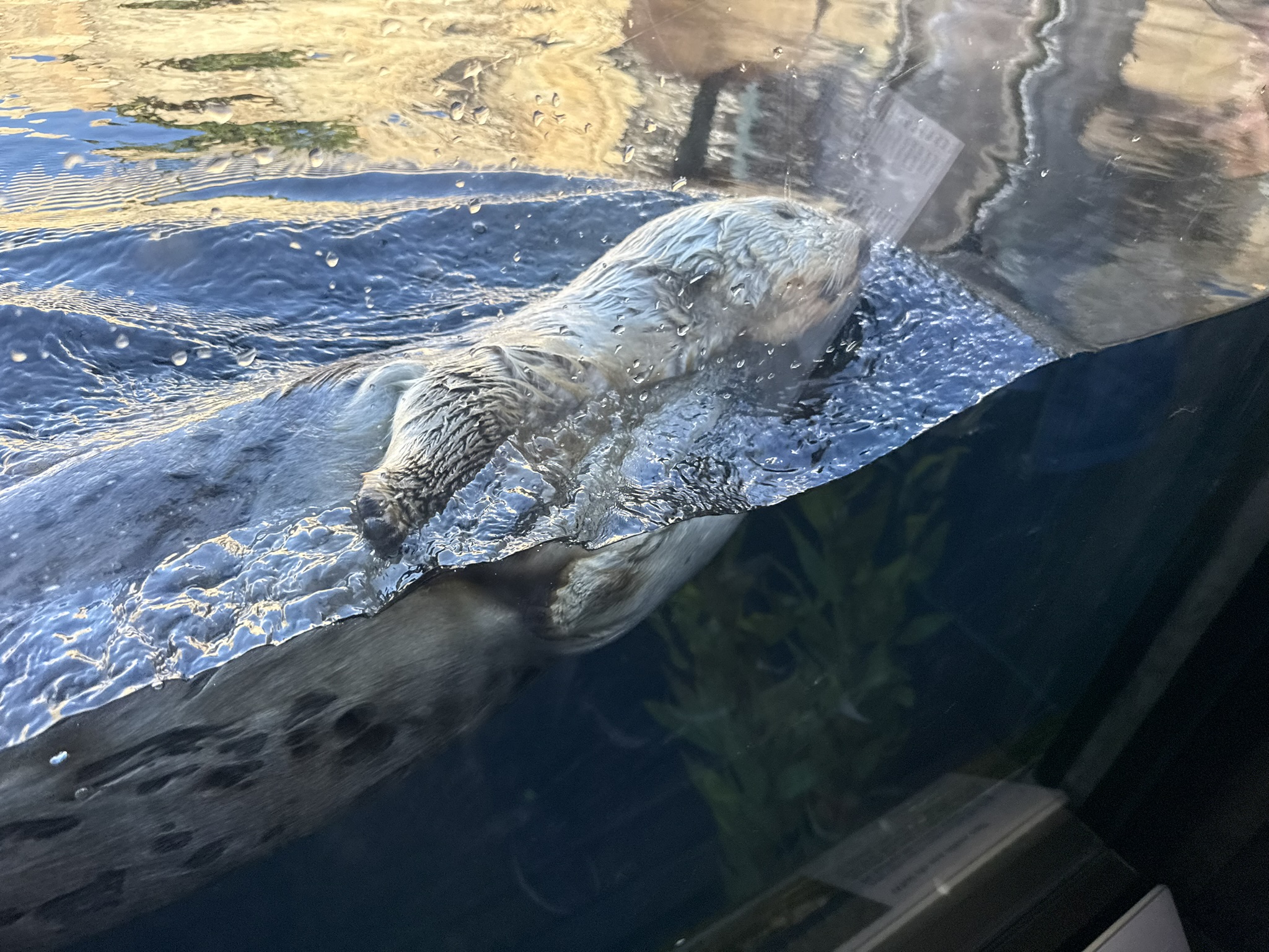 Monterey Bay Aquarium