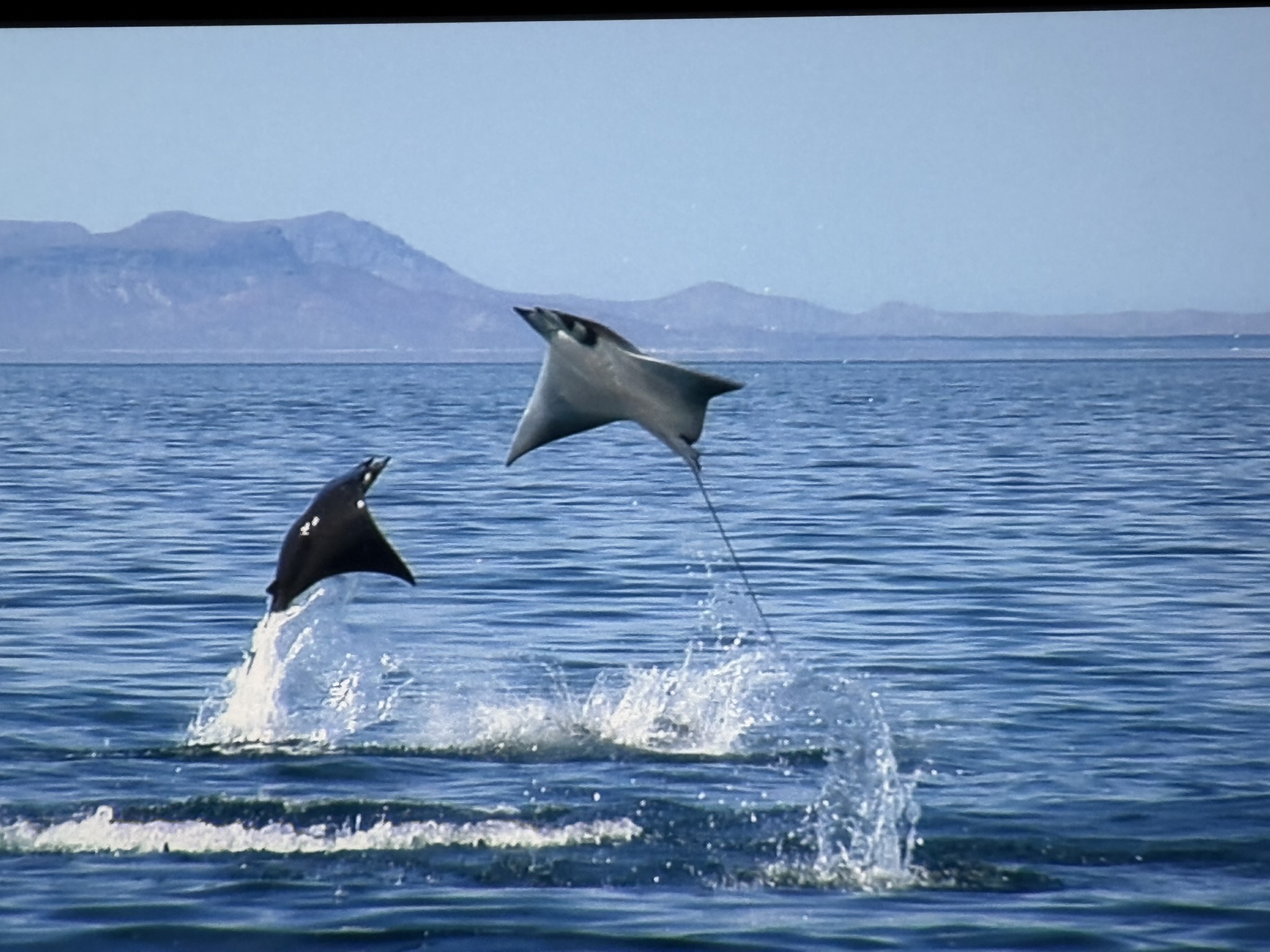 Monterey Bay Aquarium