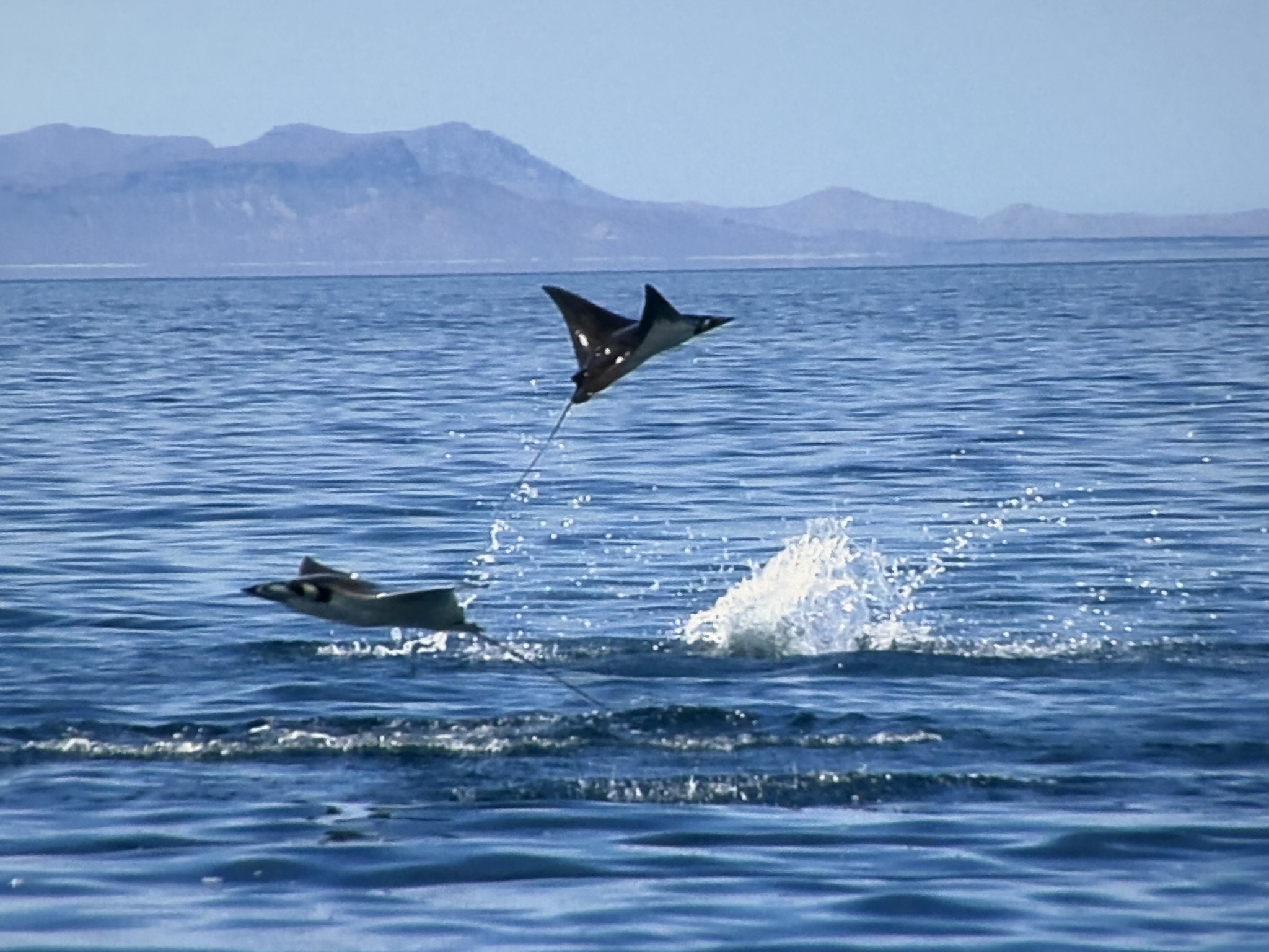 Monterey Bay Aquarium