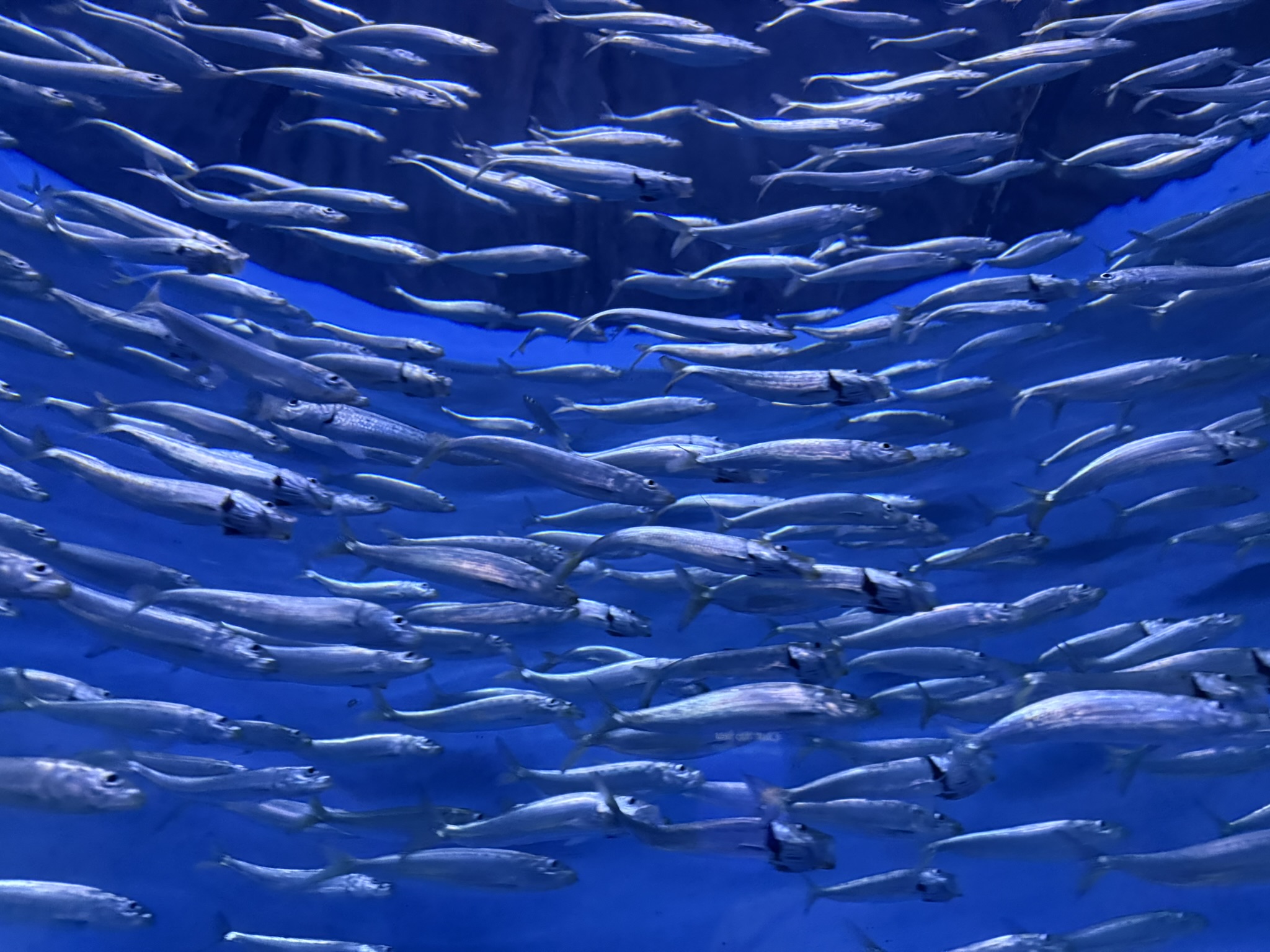 Monterey Bay Aquarium