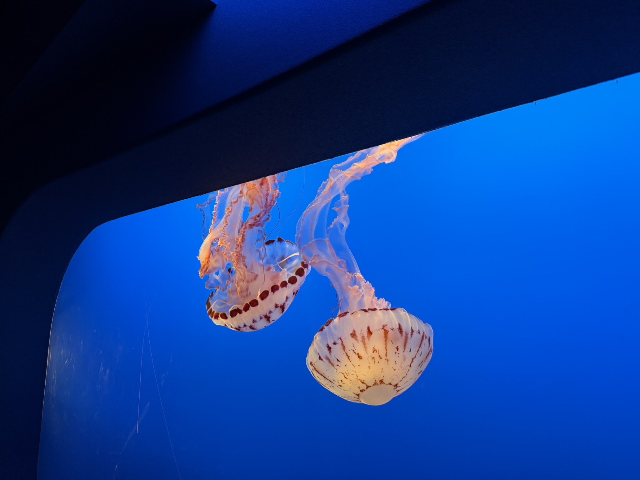 Monterey Bay Aquarium