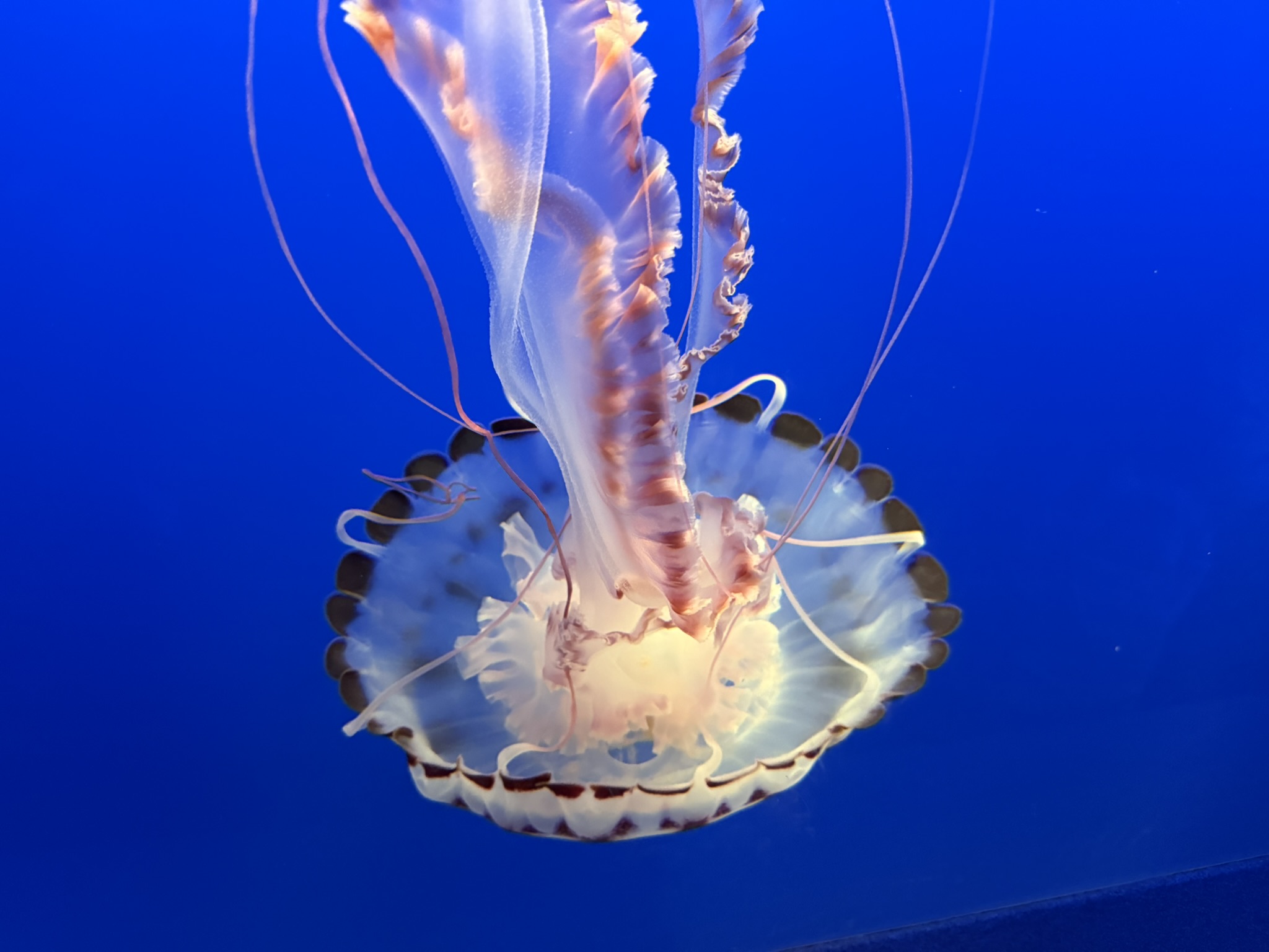 Monterey Bay Aquarium