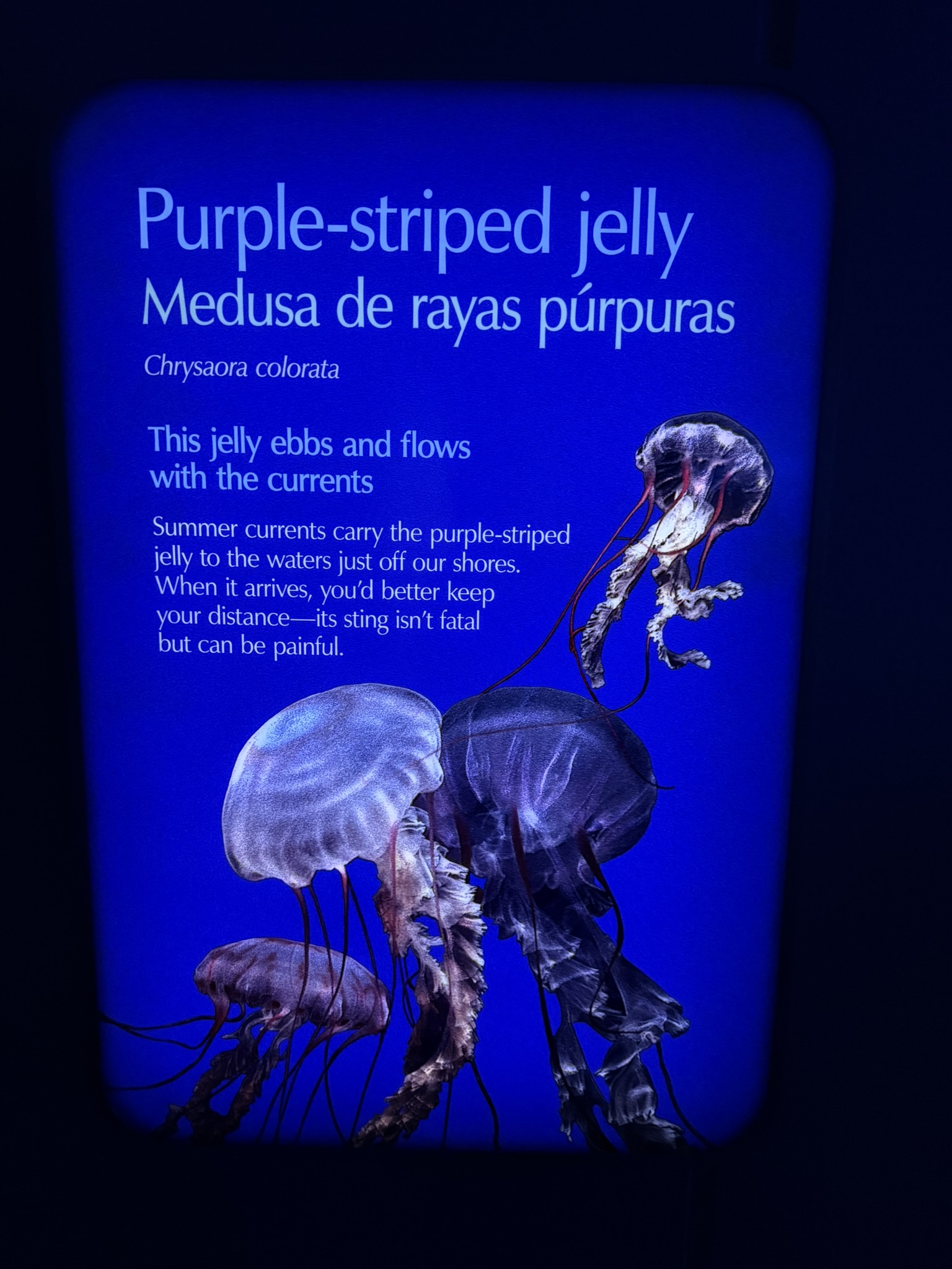 Monterey Bay Aquarium