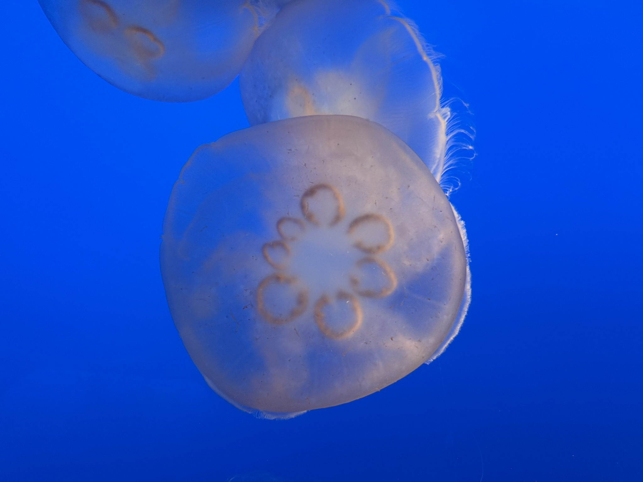 Monterey Bay Aquarium