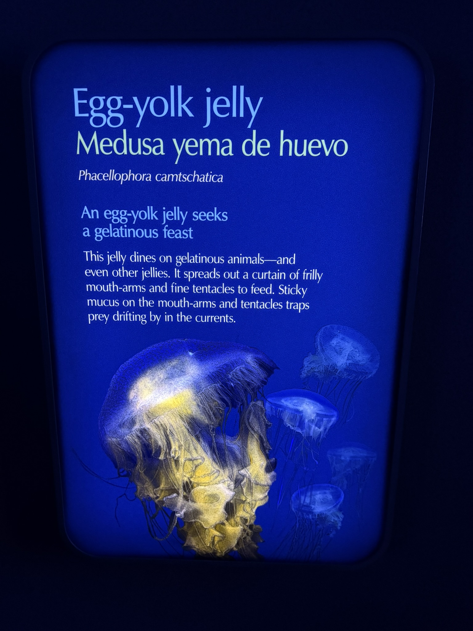 Monterey Bay Aquarium