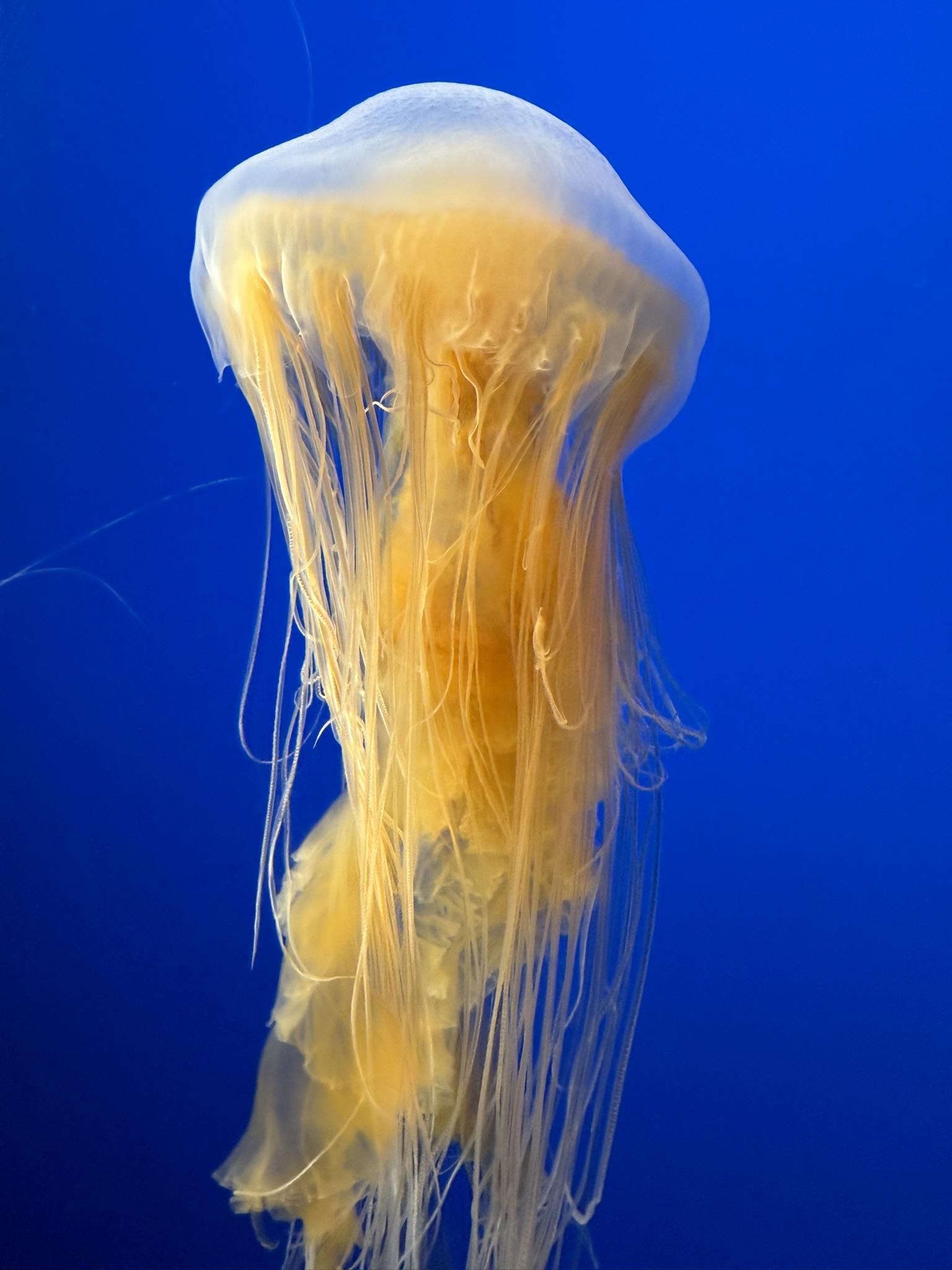 Monterey Bay Aquarium