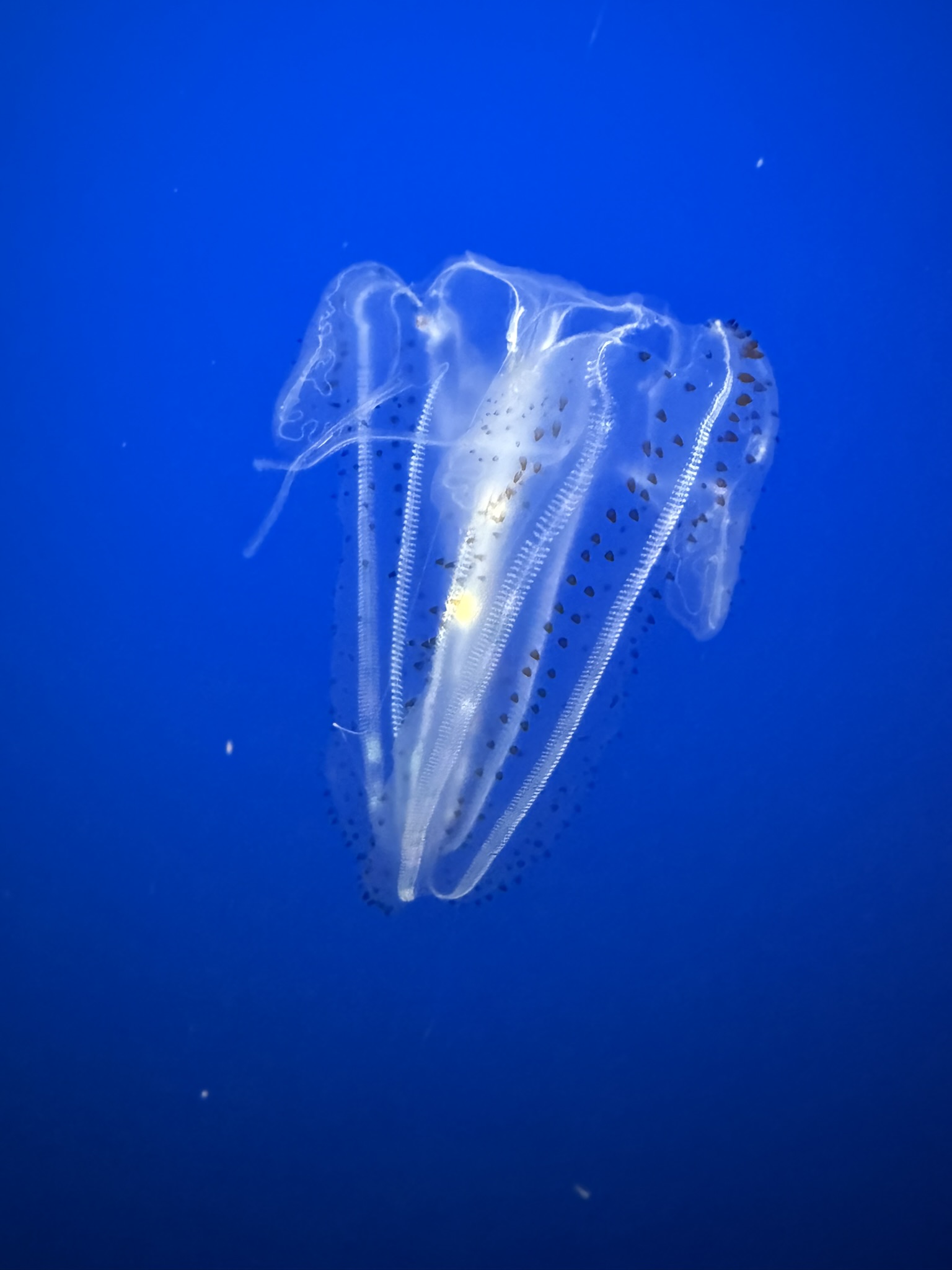 Monterey Bay Aquarium