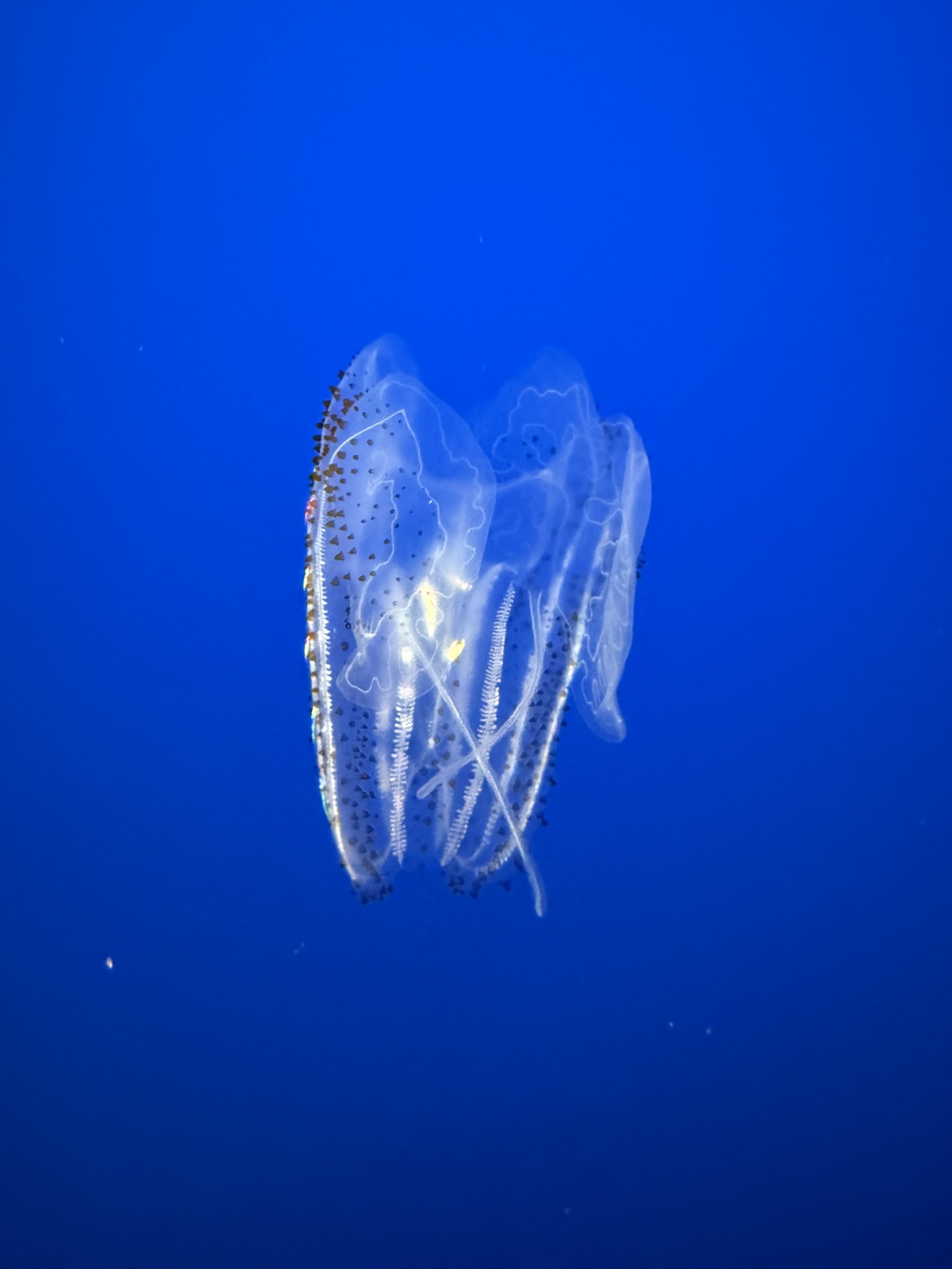 Monterey Bay Aquarium