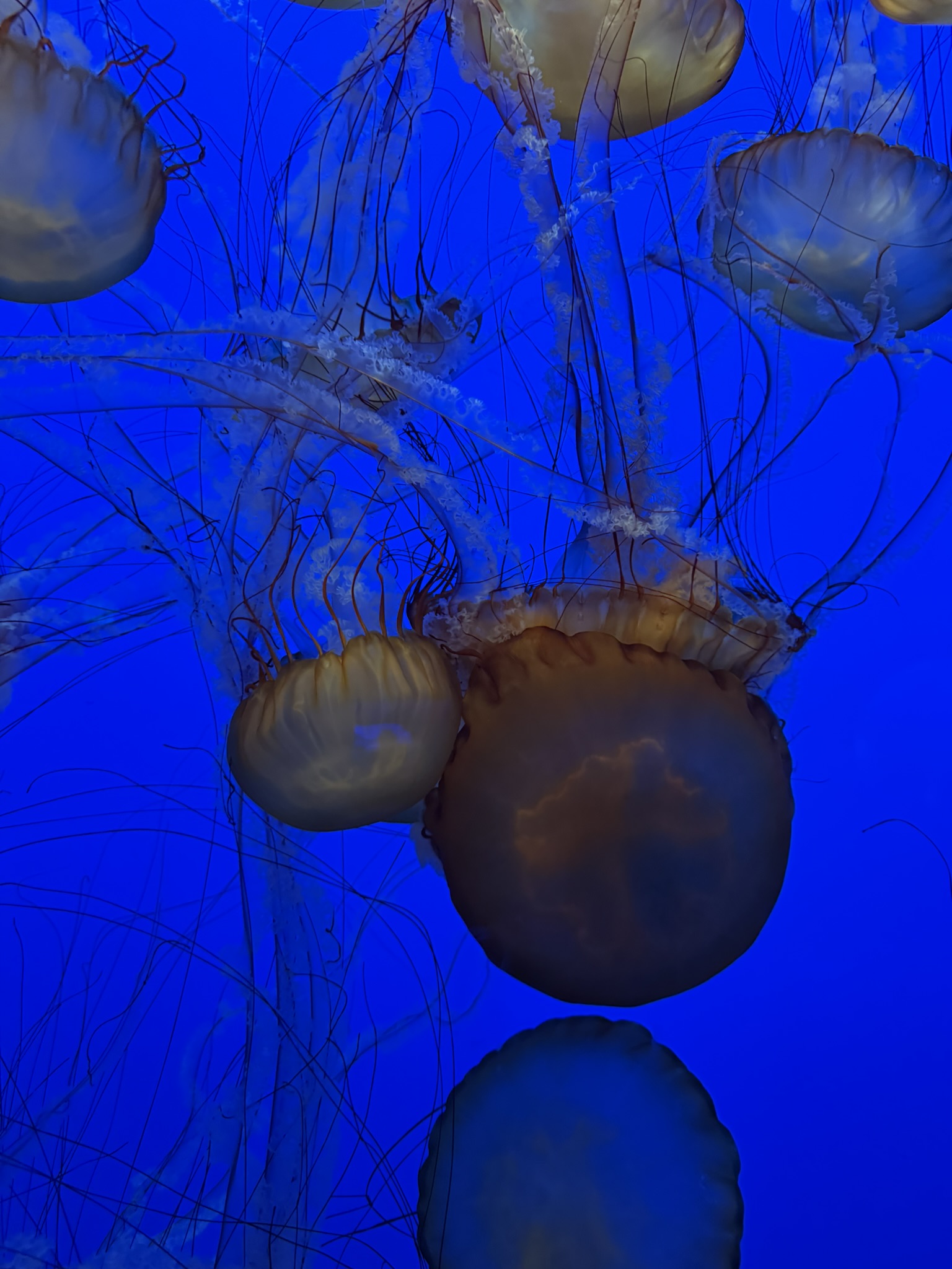 Monterey Bay Aquarium