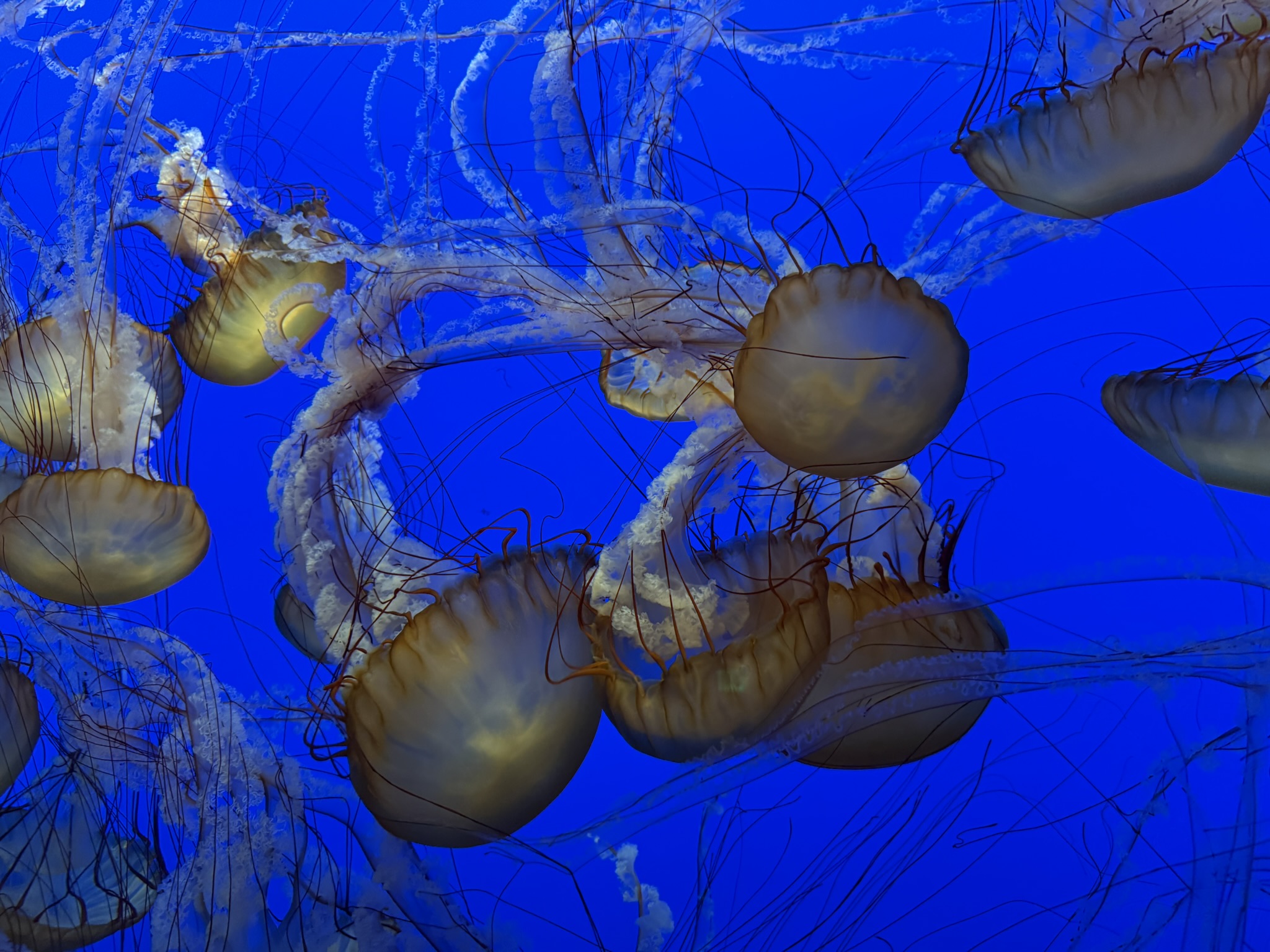 Monterey Bay Aquarium