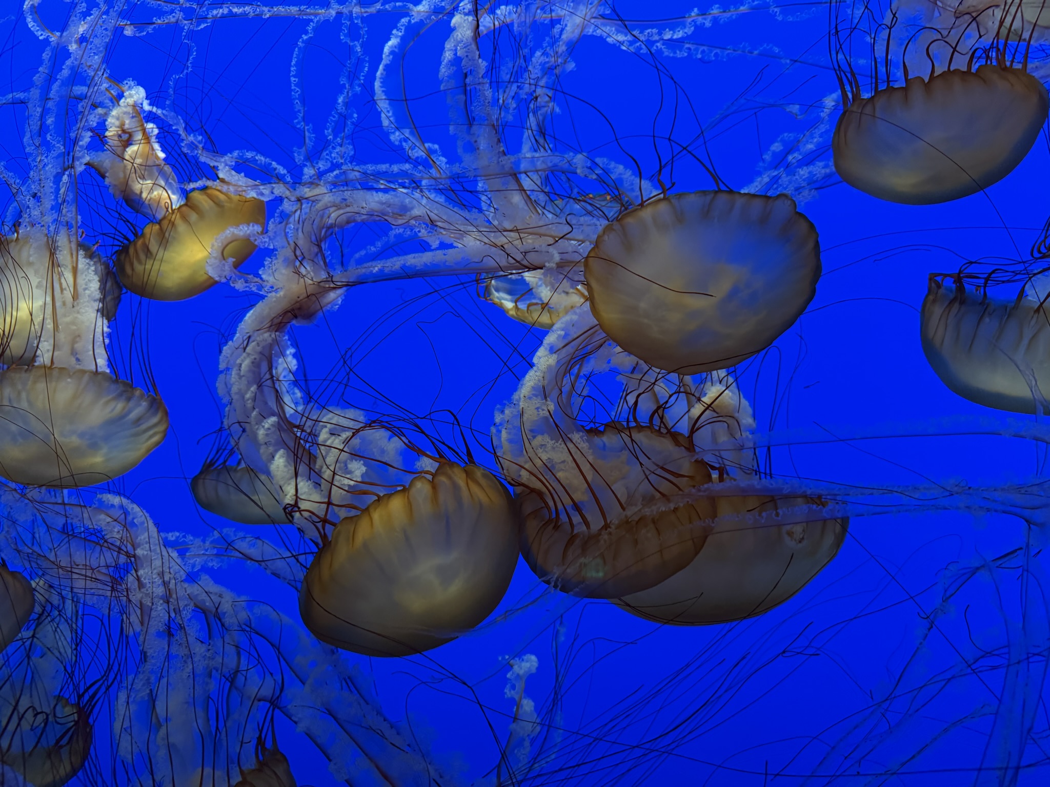 Monterey Bay Aquarium