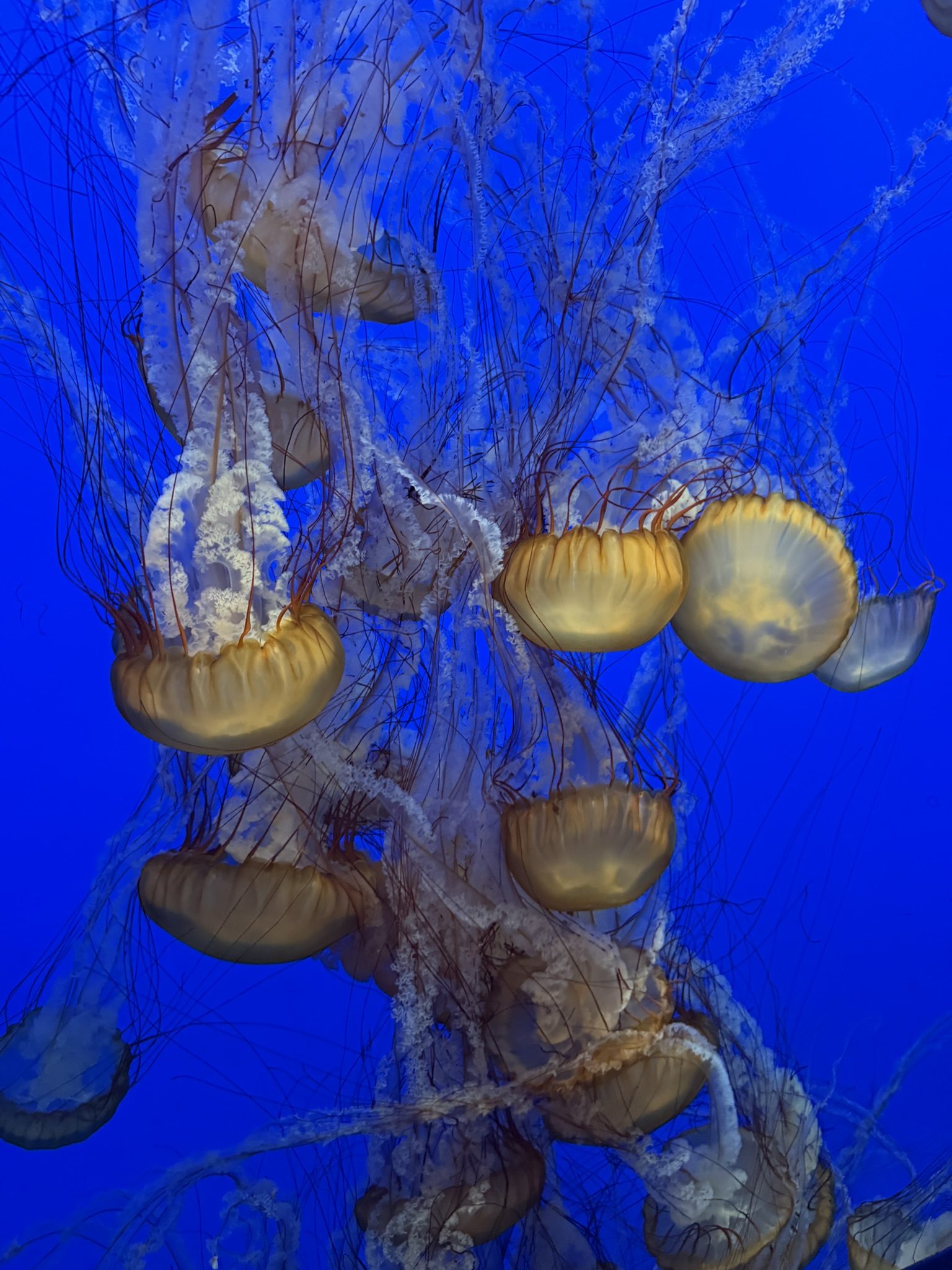 Monterey Bay Aquarium