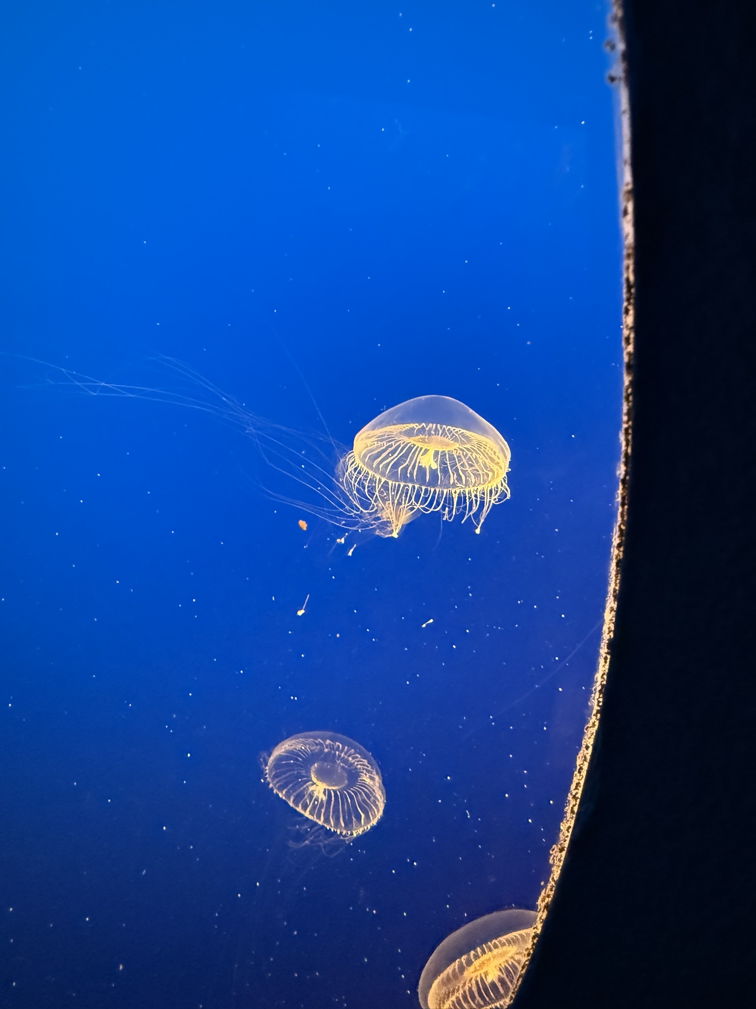 Monterey Bay Aquarium