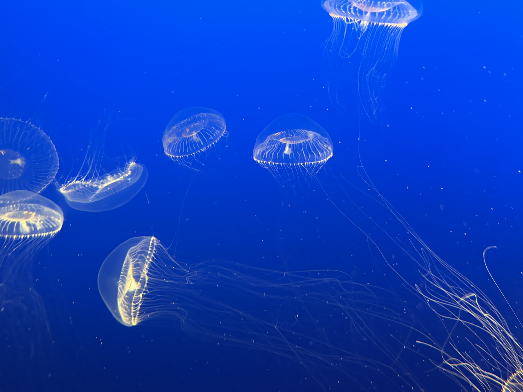 Monterey Bay Aquarium