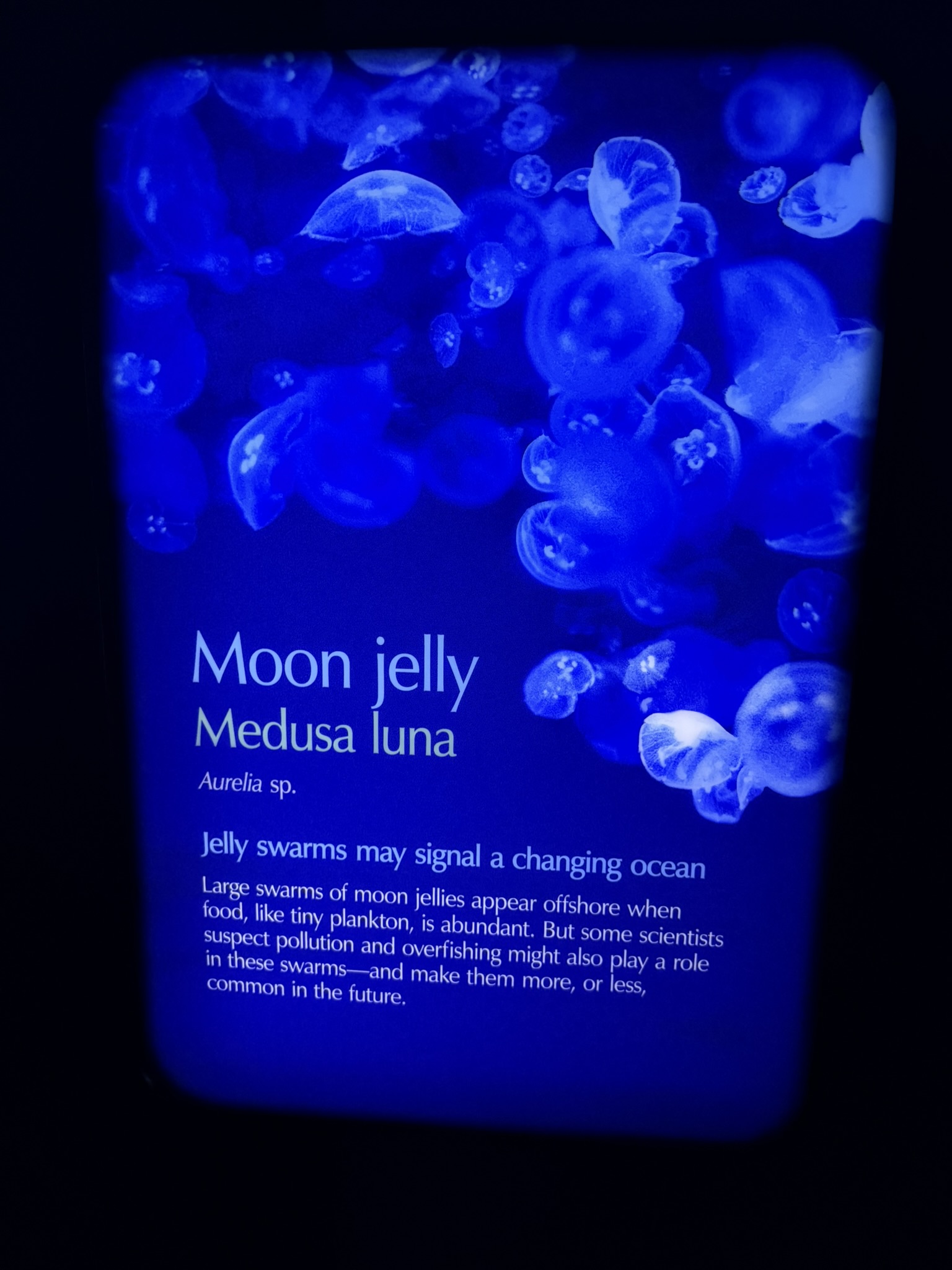 Monterey Bay Aquarium