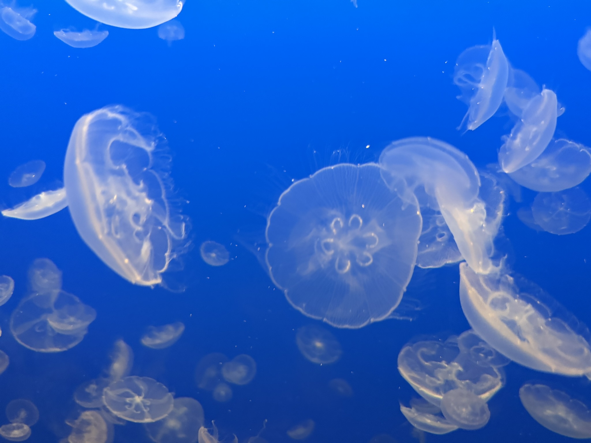 Monterey Bay Aquarium