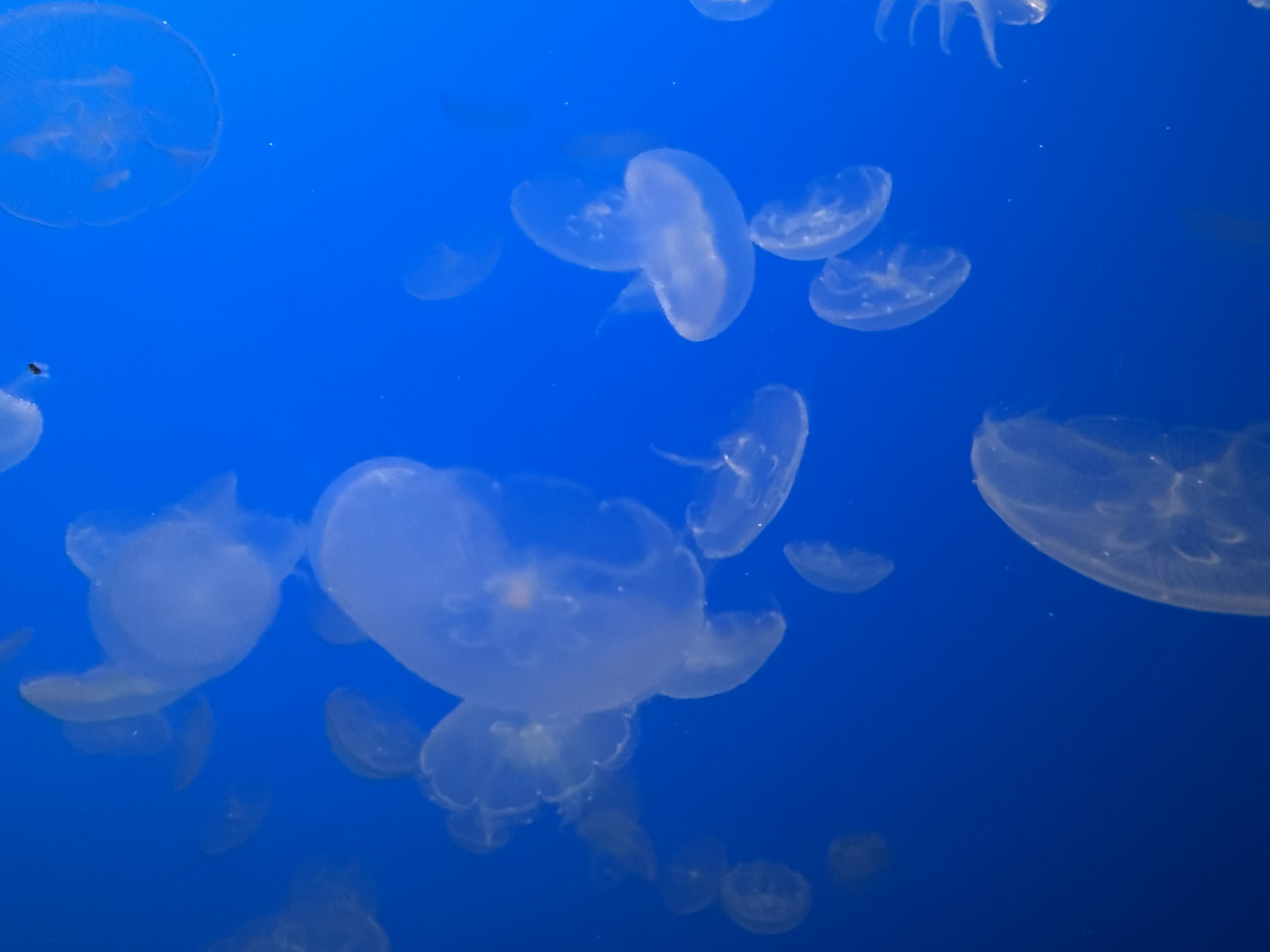 Monterey Bay Aquarium