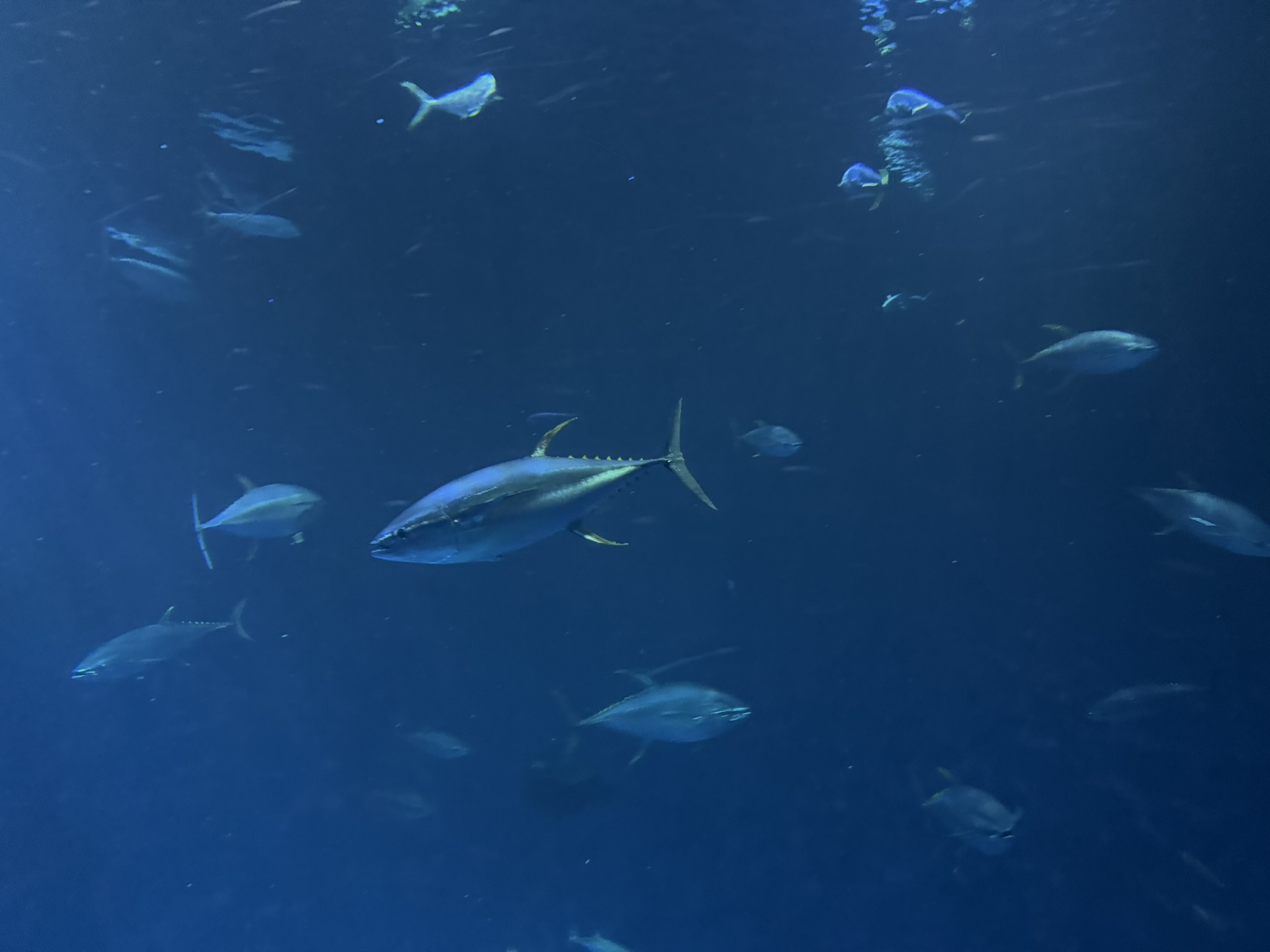 Monterey Bay Aquarium