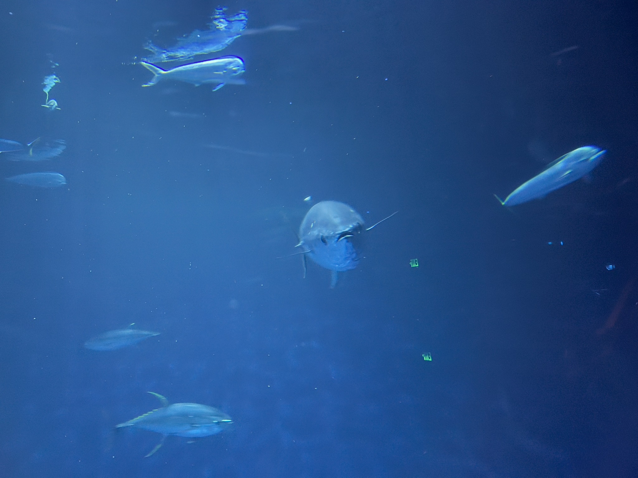 Monterey Bay Aquarium