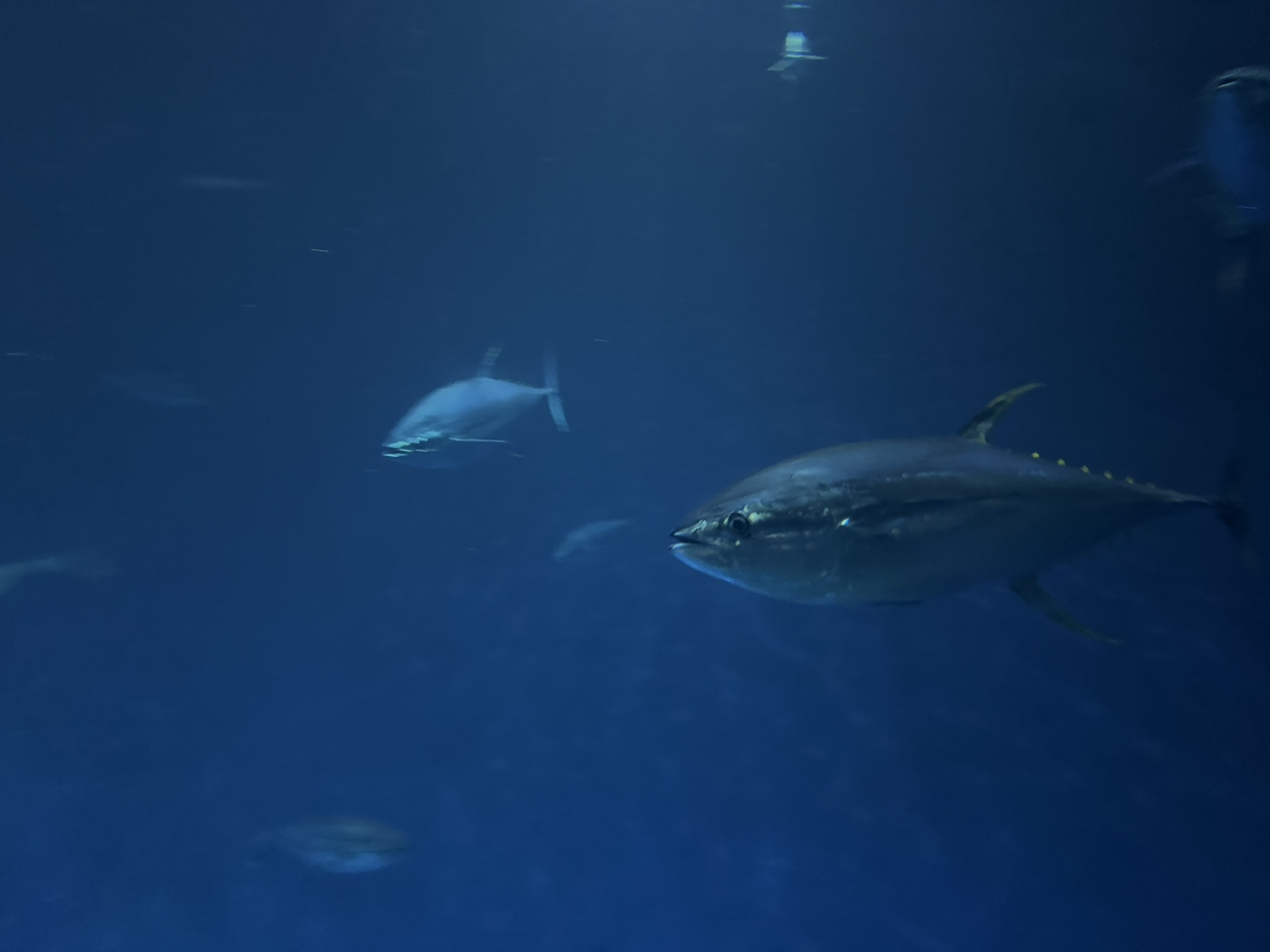 Monterey Bay Aquarium