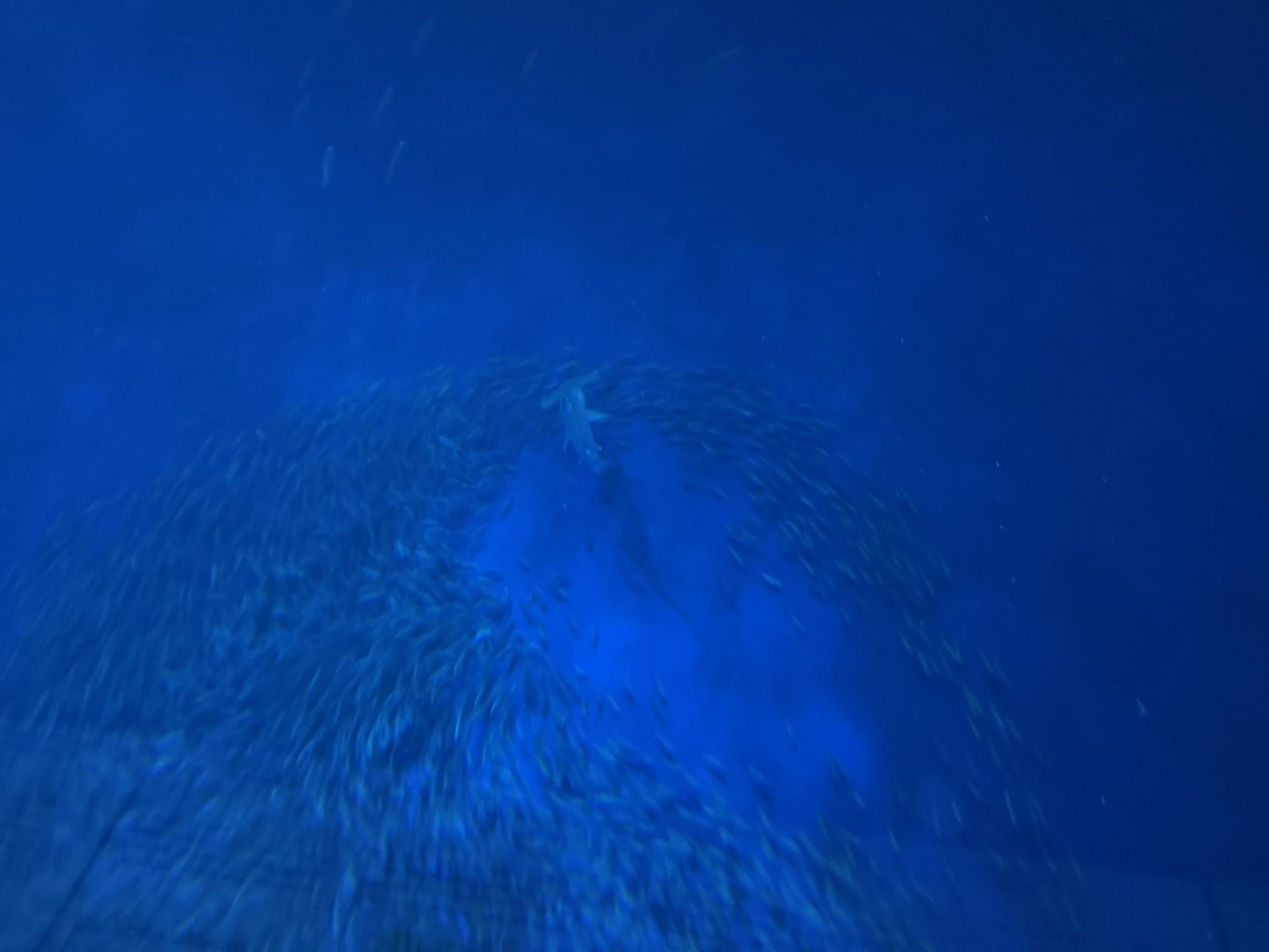 Monterey Bay Aquarium