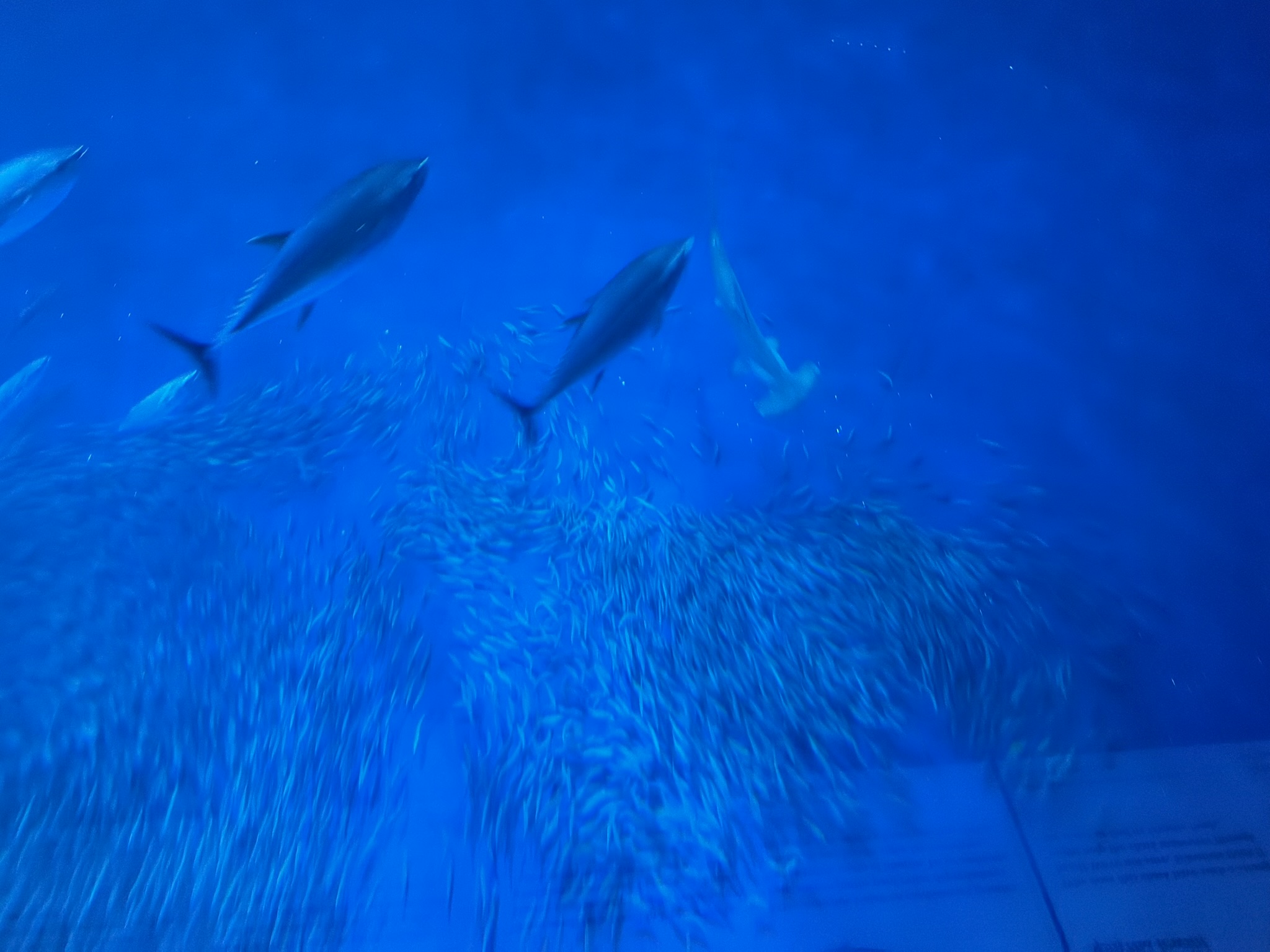 Monterey Bay Aquarium