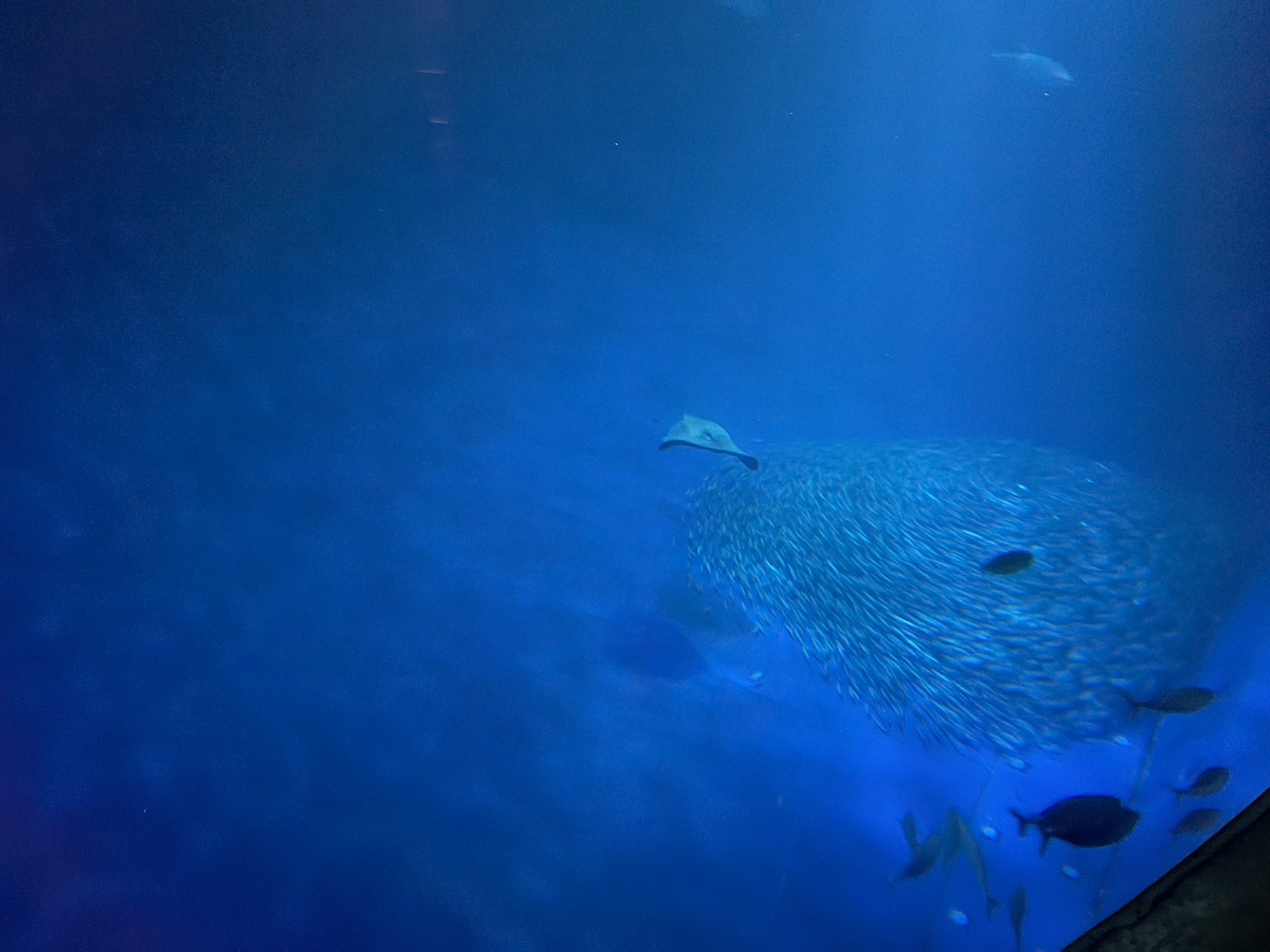 Monterey Bay Aquarium