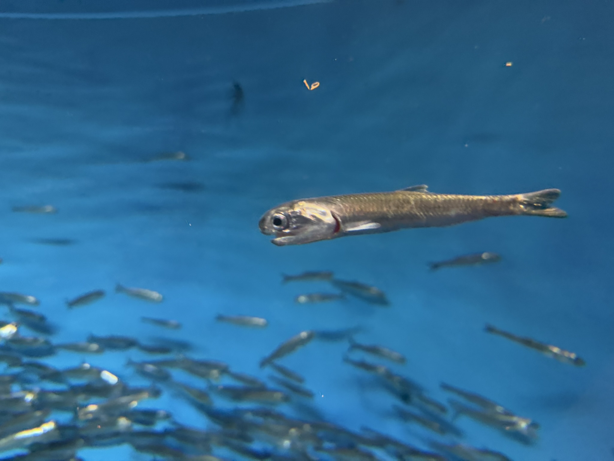 Monterey Bay Aquarium