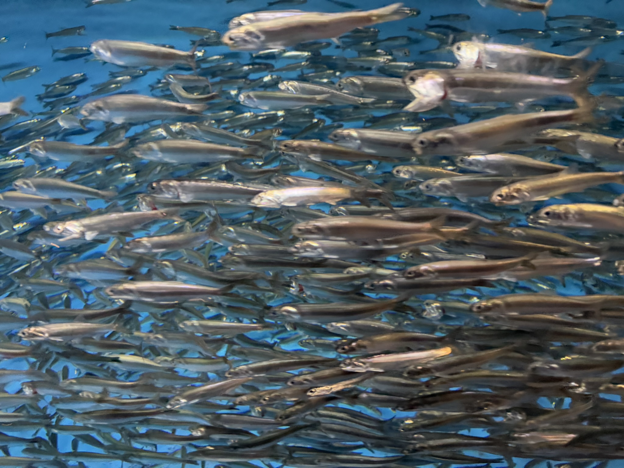 Monterey Bay Aquarium