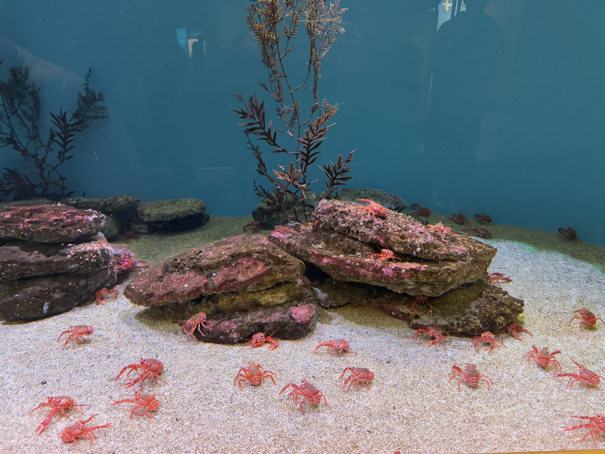 Monterey Bay Aquarium