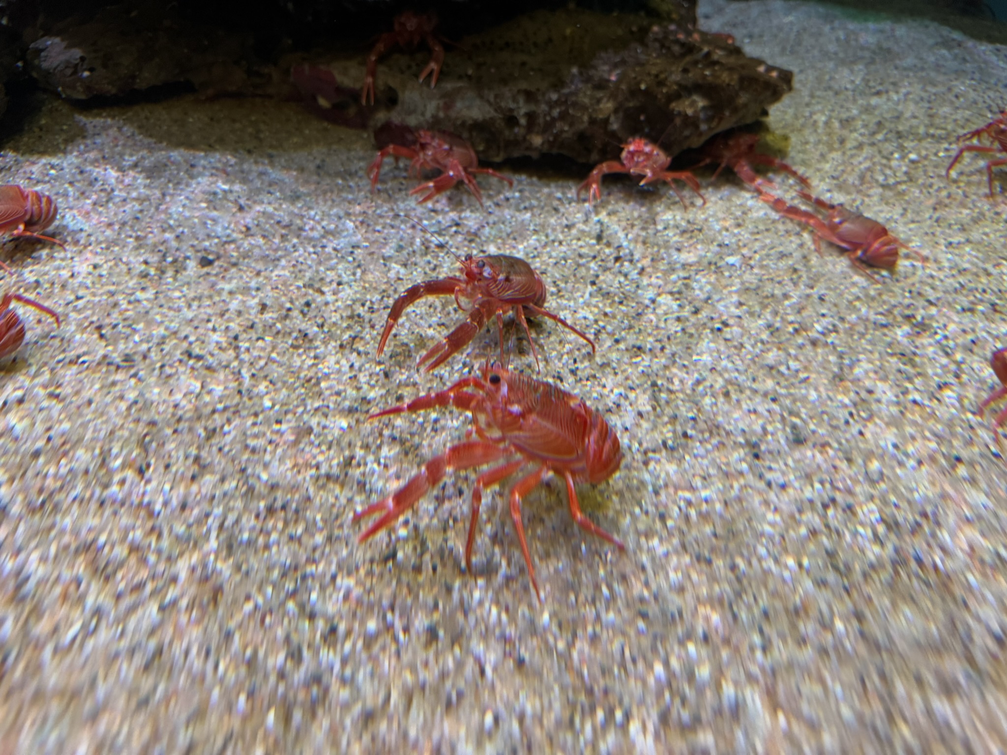 Monterey Bay Aquarium