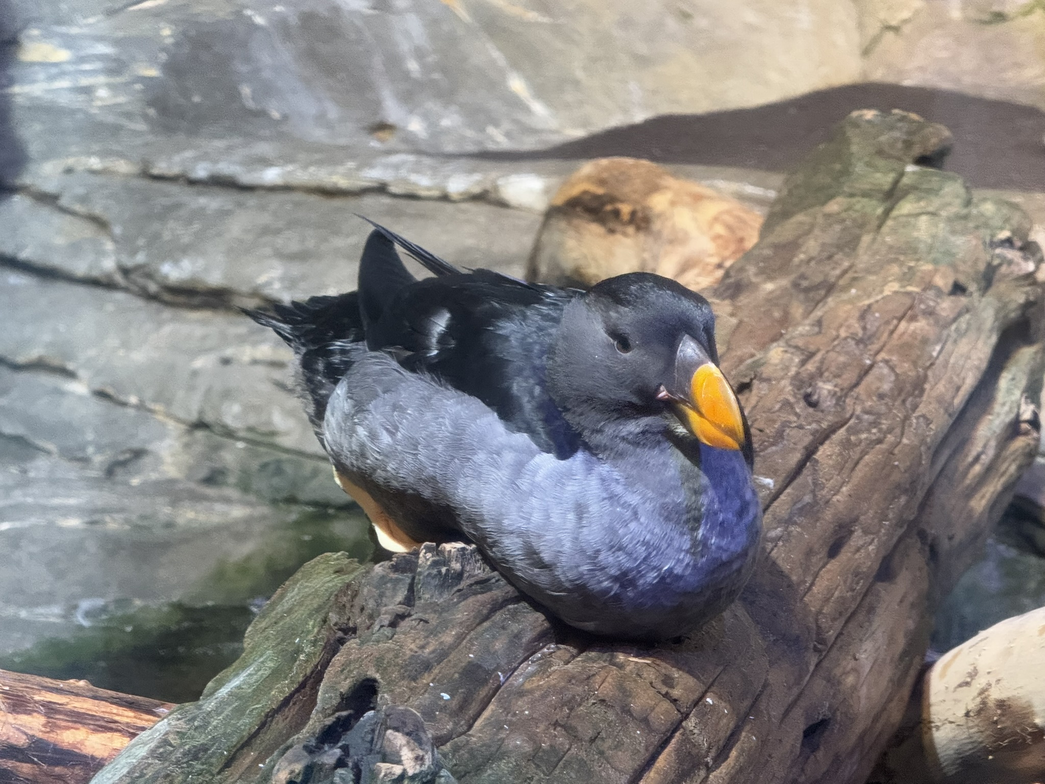 Monterey Bay Aquarium