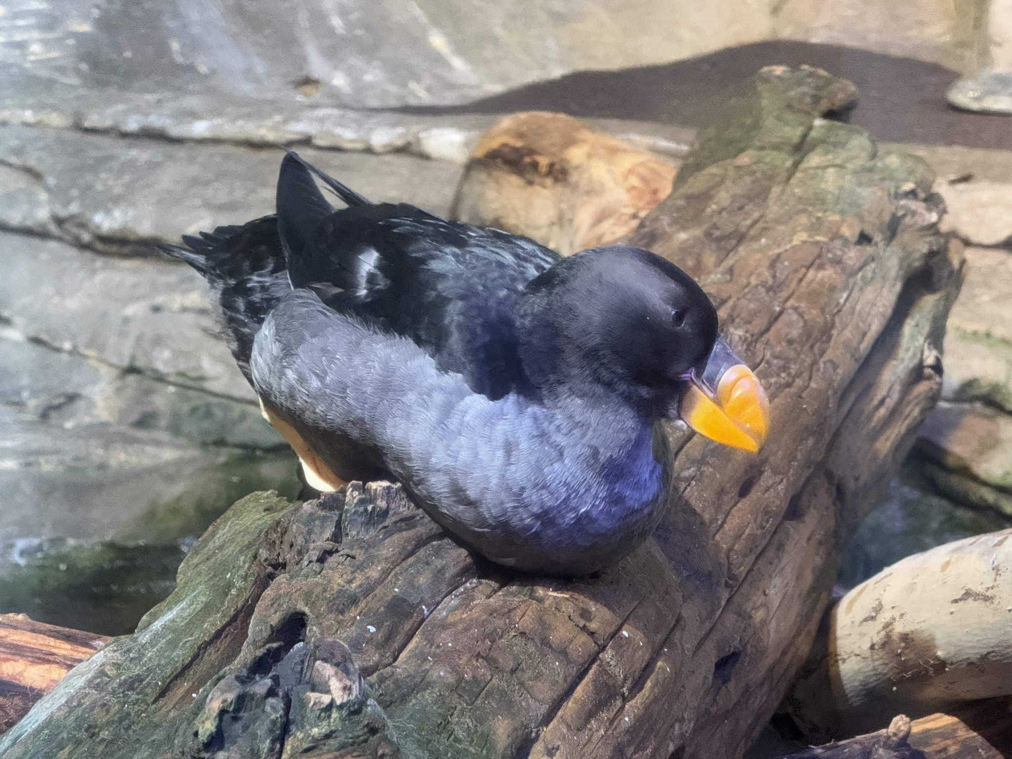 Monterey Bay Aquarium