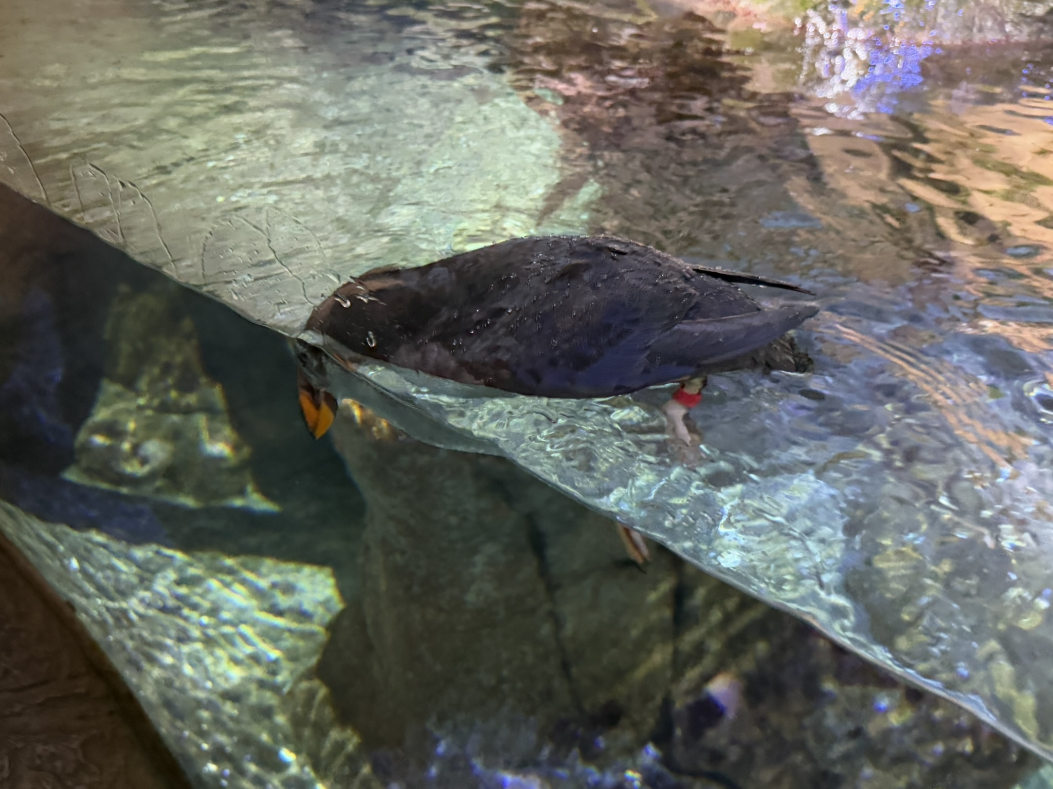 Monterey Bay Aquarium