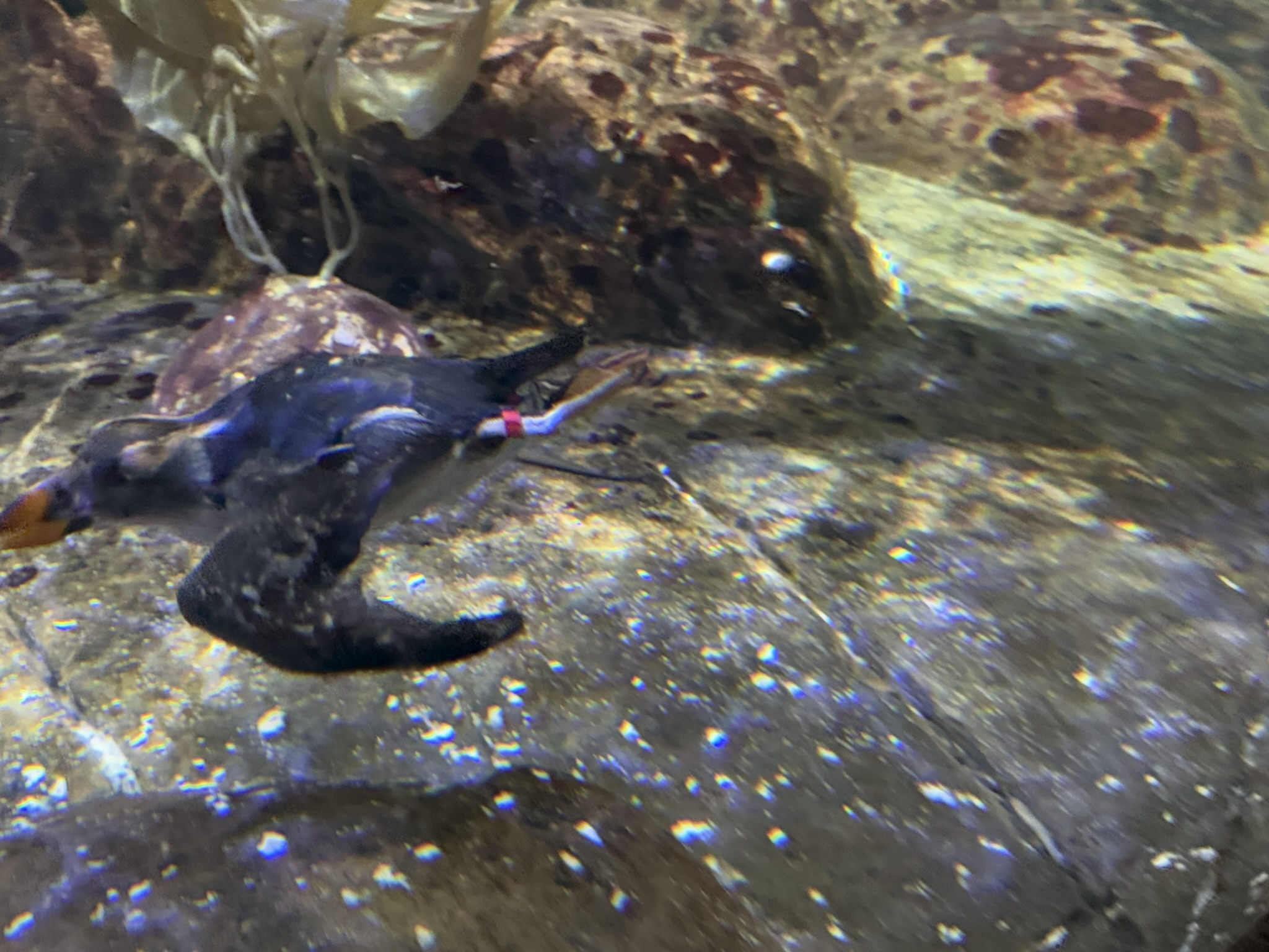 Monterey Bay Aquarium